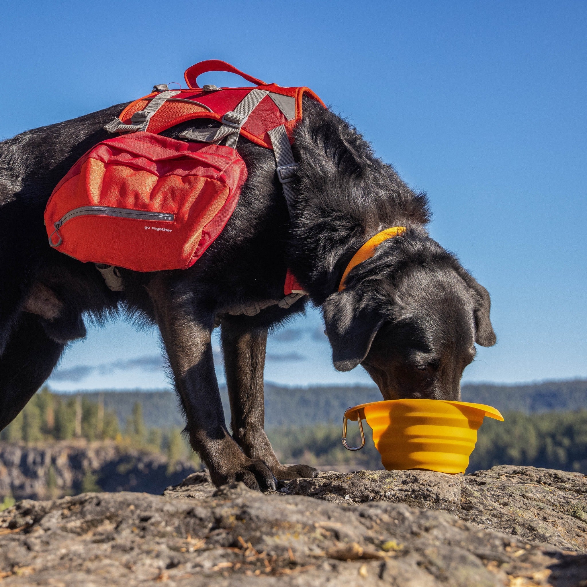 Kurgo Collaps A Bowl, Hundenapf - Woofshack