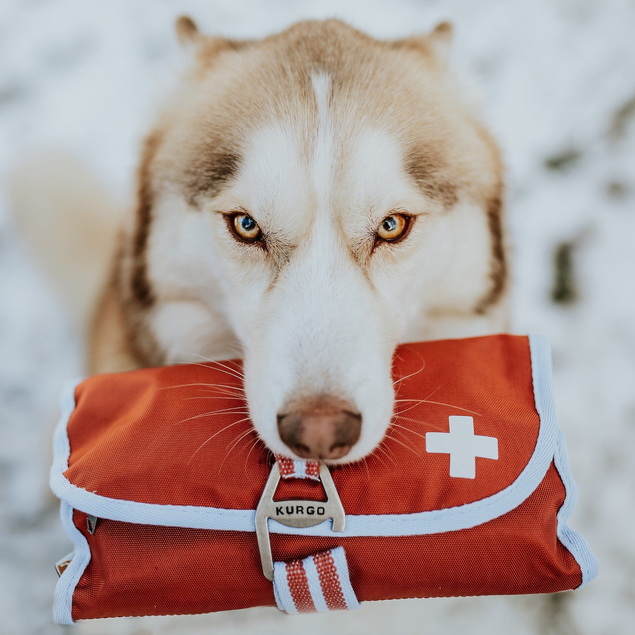 Kurgo Dog First Aid Kit, Hunde-Erste-Hilfe-Set - Woofshack