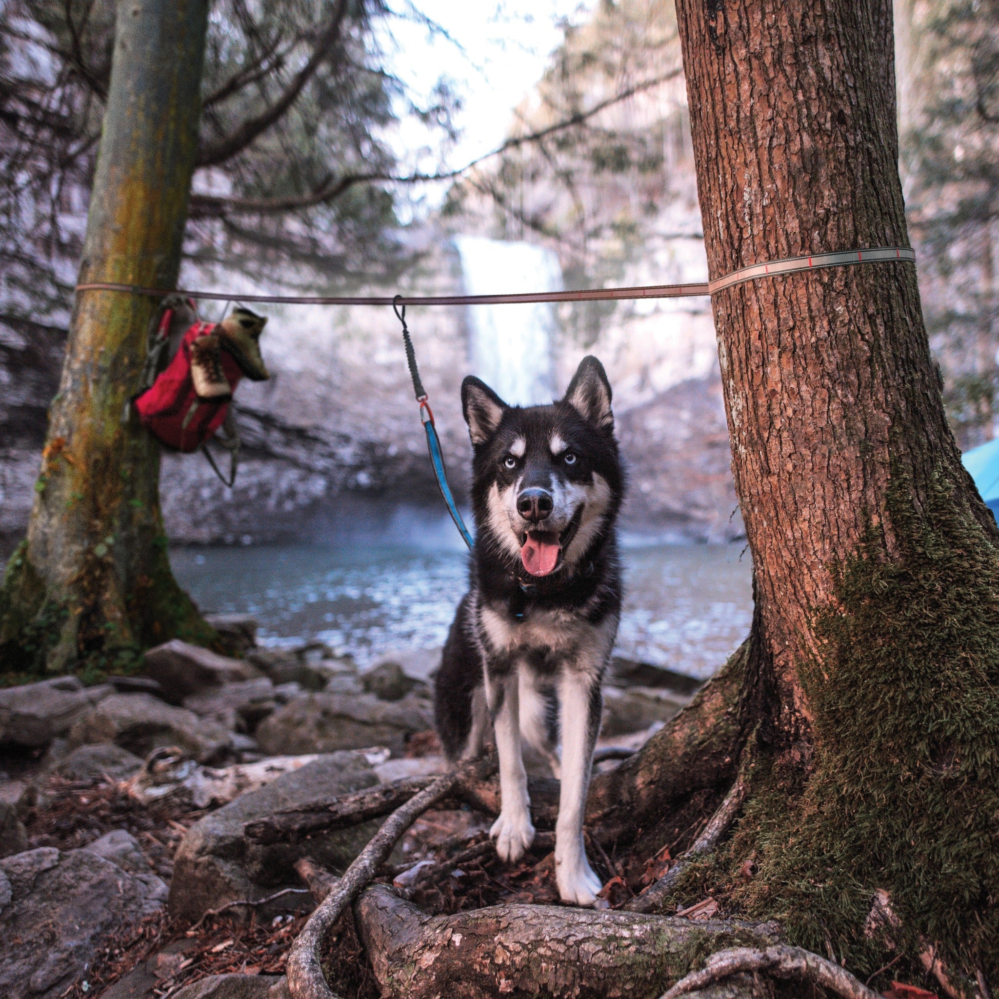 Kurgo Ridgeline Tie Out, Hundeanbindesystem - Woofshack