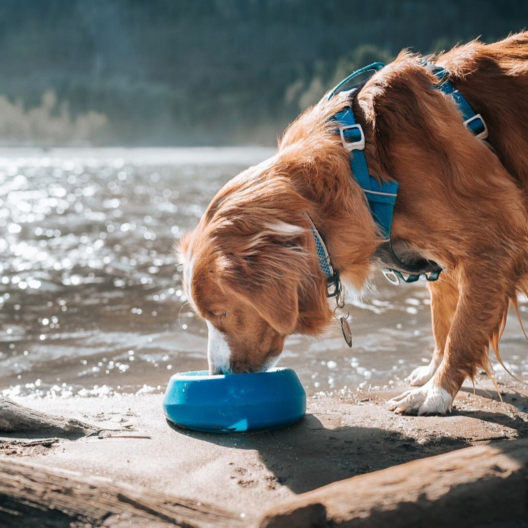 Kurgo Splash Free Wander Water Bowl, Hundenapf - Woofshack