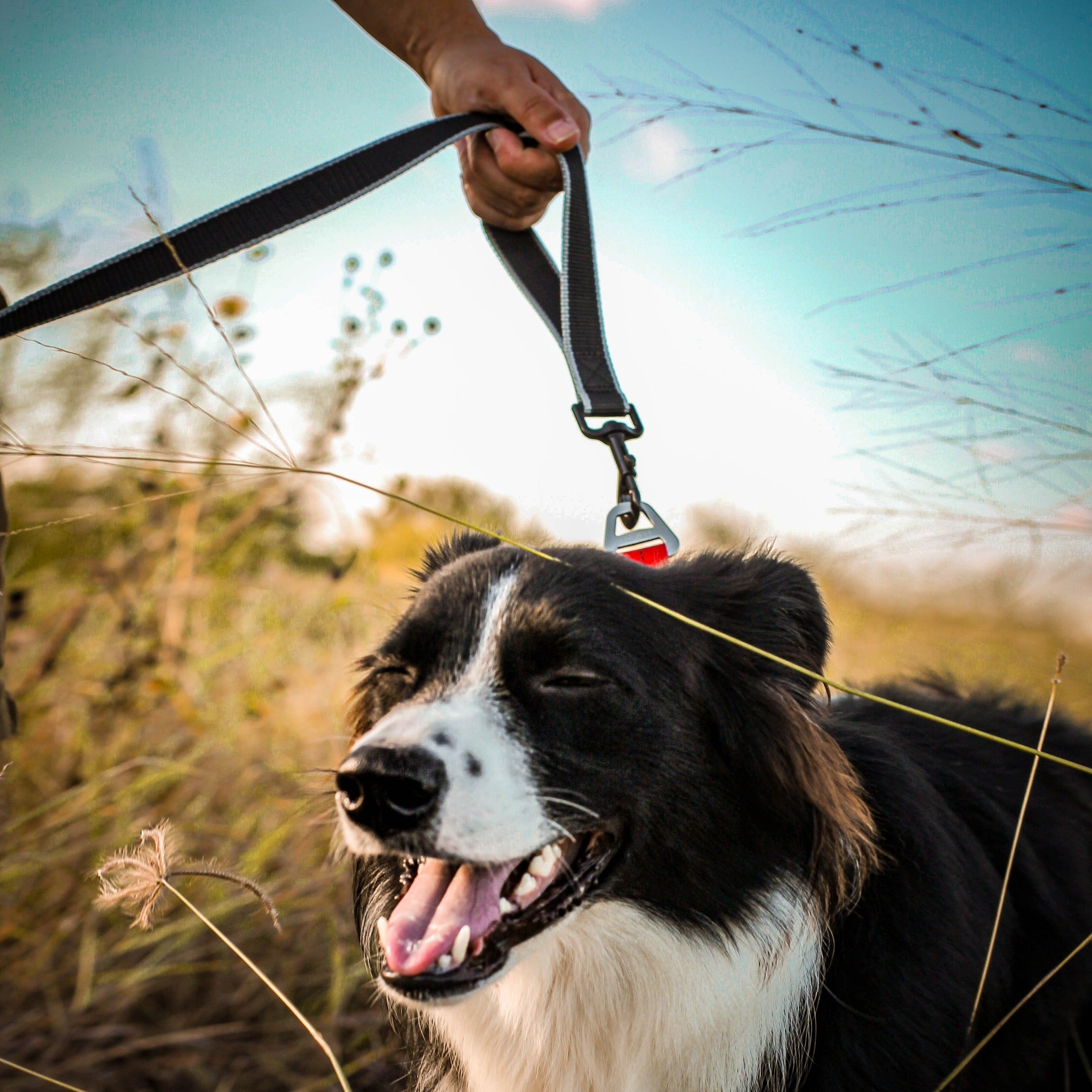 Kurgo Springback Leash, Hundeleine - Woofshack