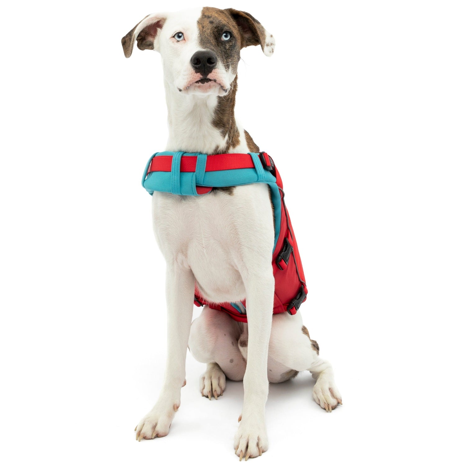 Kurgo Surf N Turf, Hundeschwimmweste - Woofshack