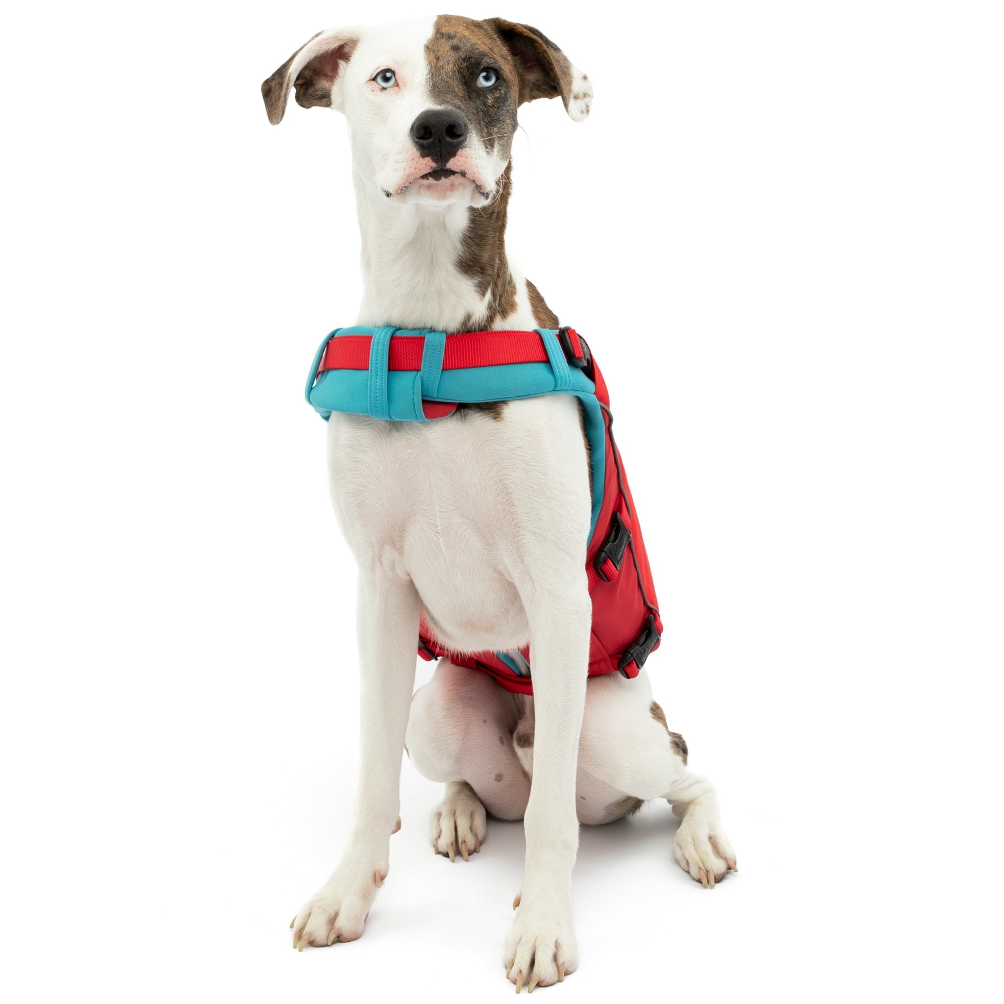Kurgo Surf N Turf, Hundeschwimmweste - Woofshack