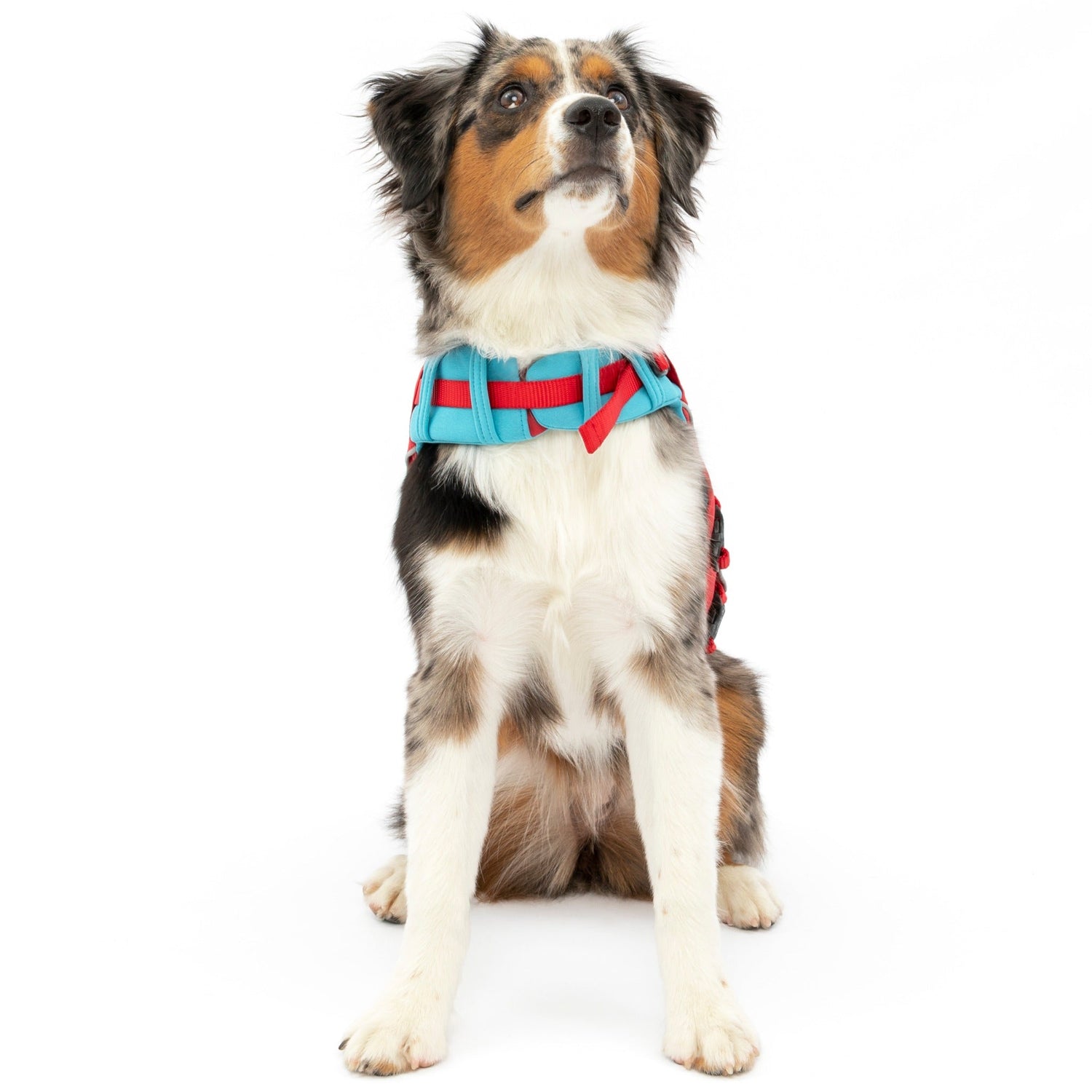 Kurgo Surf N Turf, Hundeschwimmweste - Woofshack