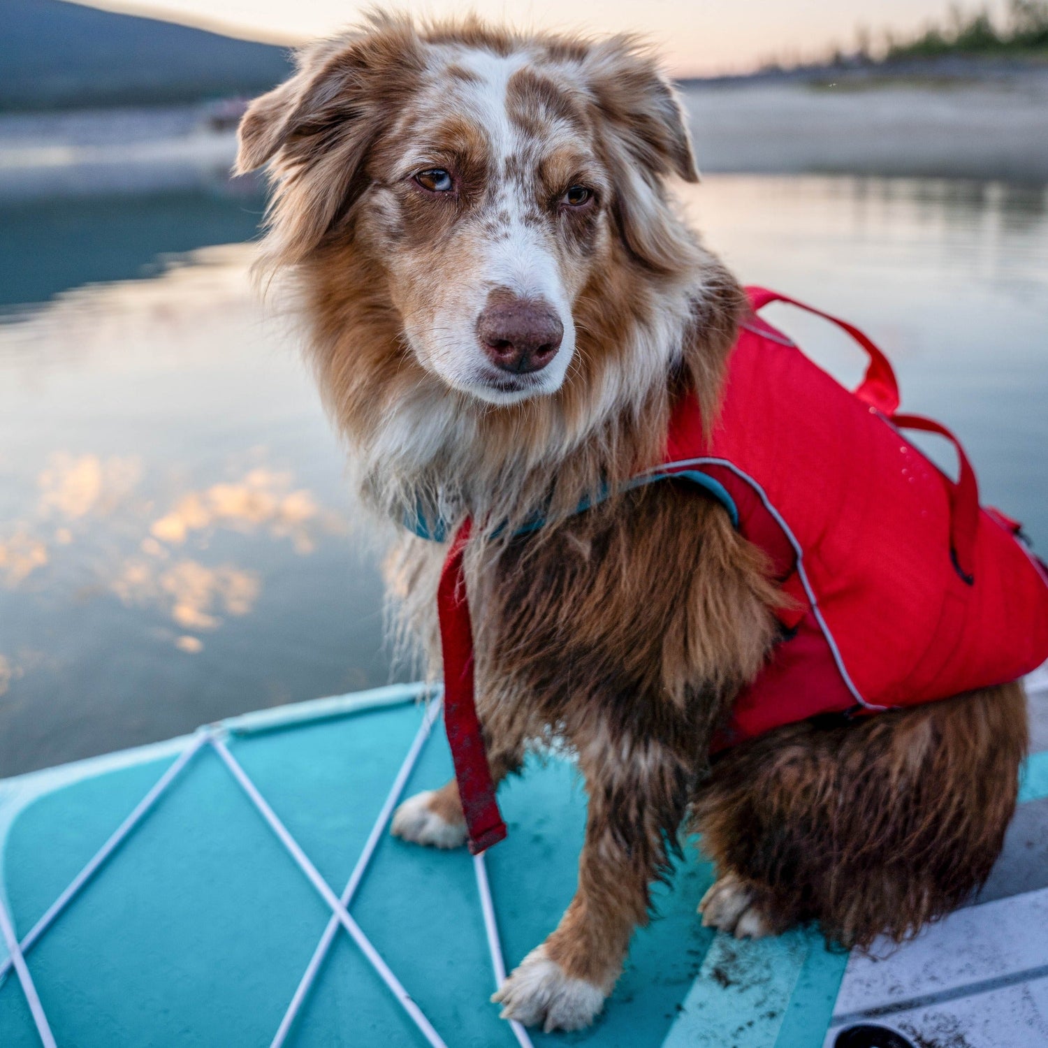 Kurgo Surf N Turf, Hundeschwimmweste - Woofshack