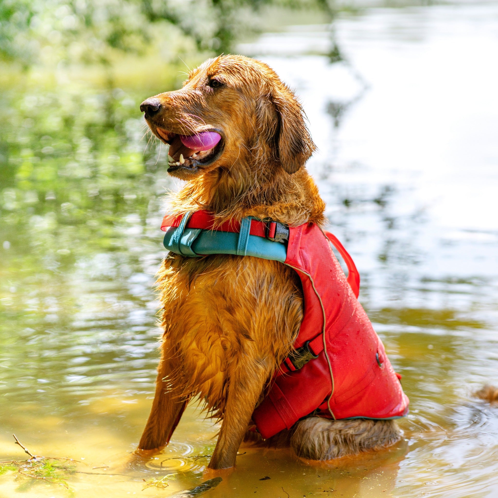 Kurgo Surf N Turf, Hundeschwimmweste - Woofshack