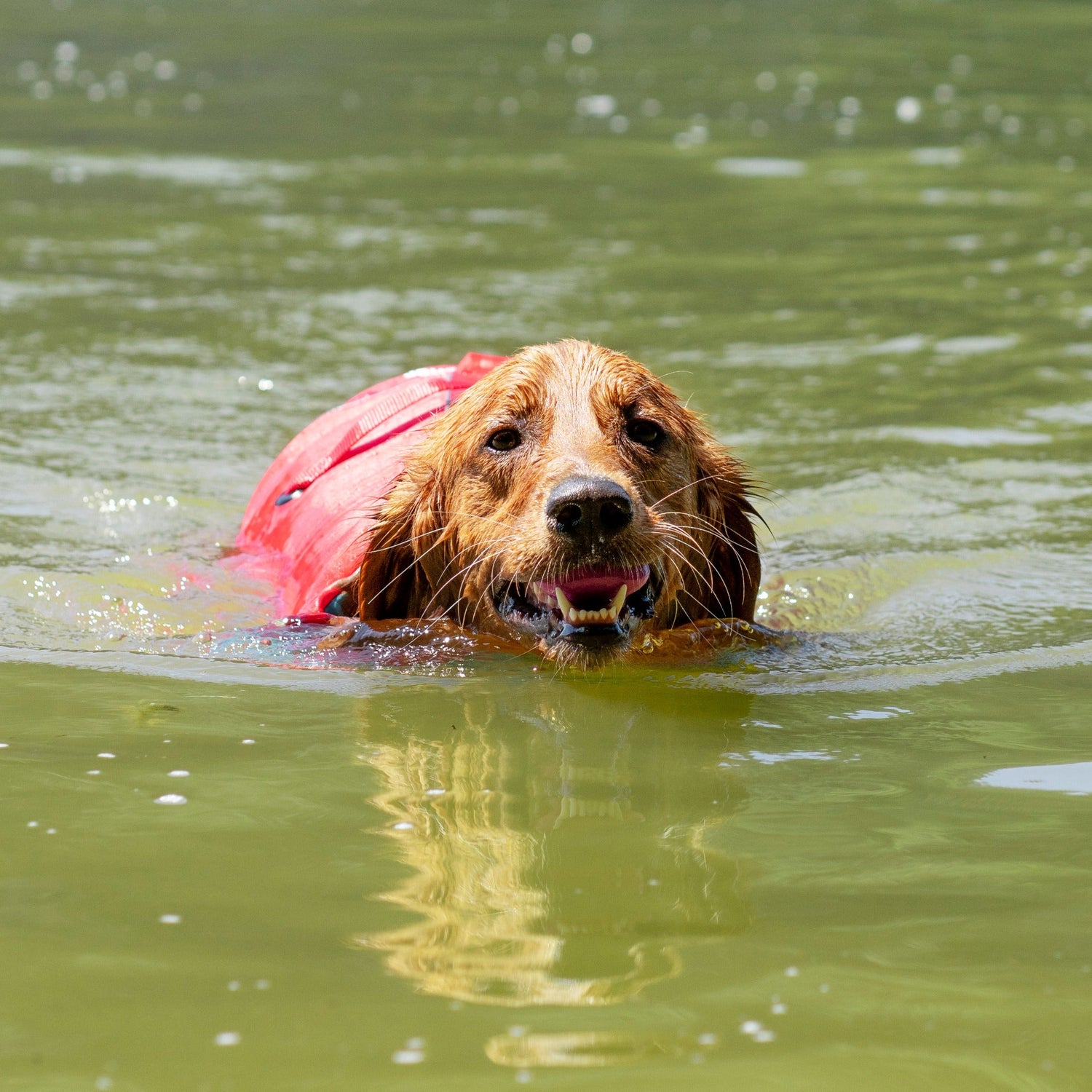 Kurgo Surf N Turf, Hundeschwimmweste - Woofshack