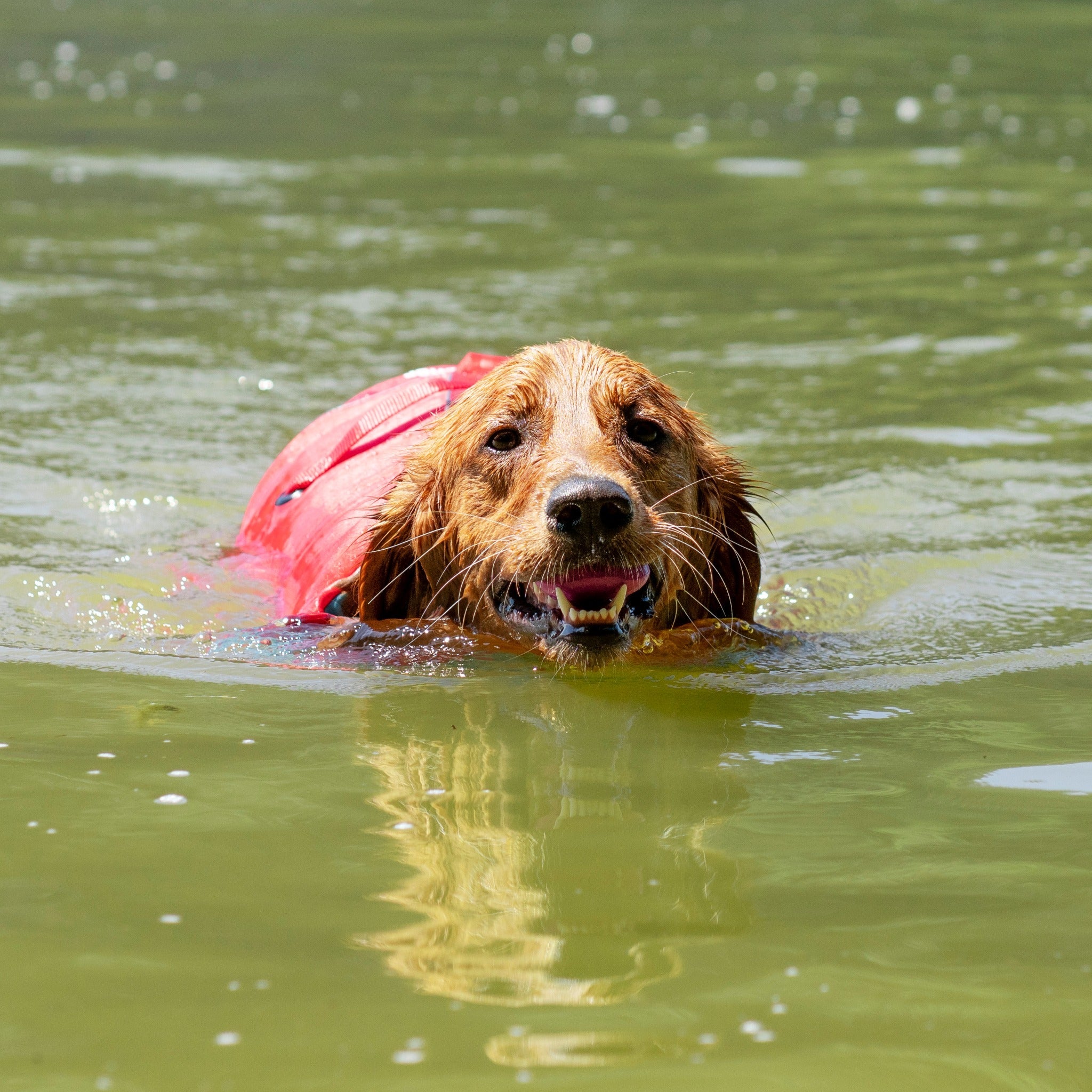 Kurgo Surf N Turf, Hundeschwimmweste - Woofshack