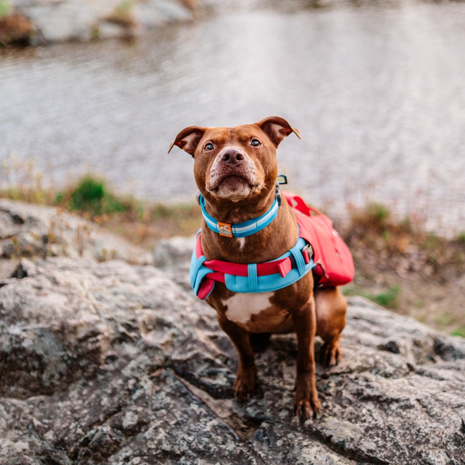 Kurgo Surf N Turf, Hundeschwimmweste - Woofshack