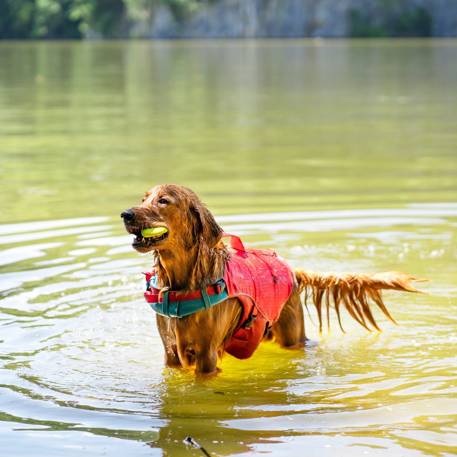 Kurgo Surf N Turf, Hundeschwimmweste - Woofshack