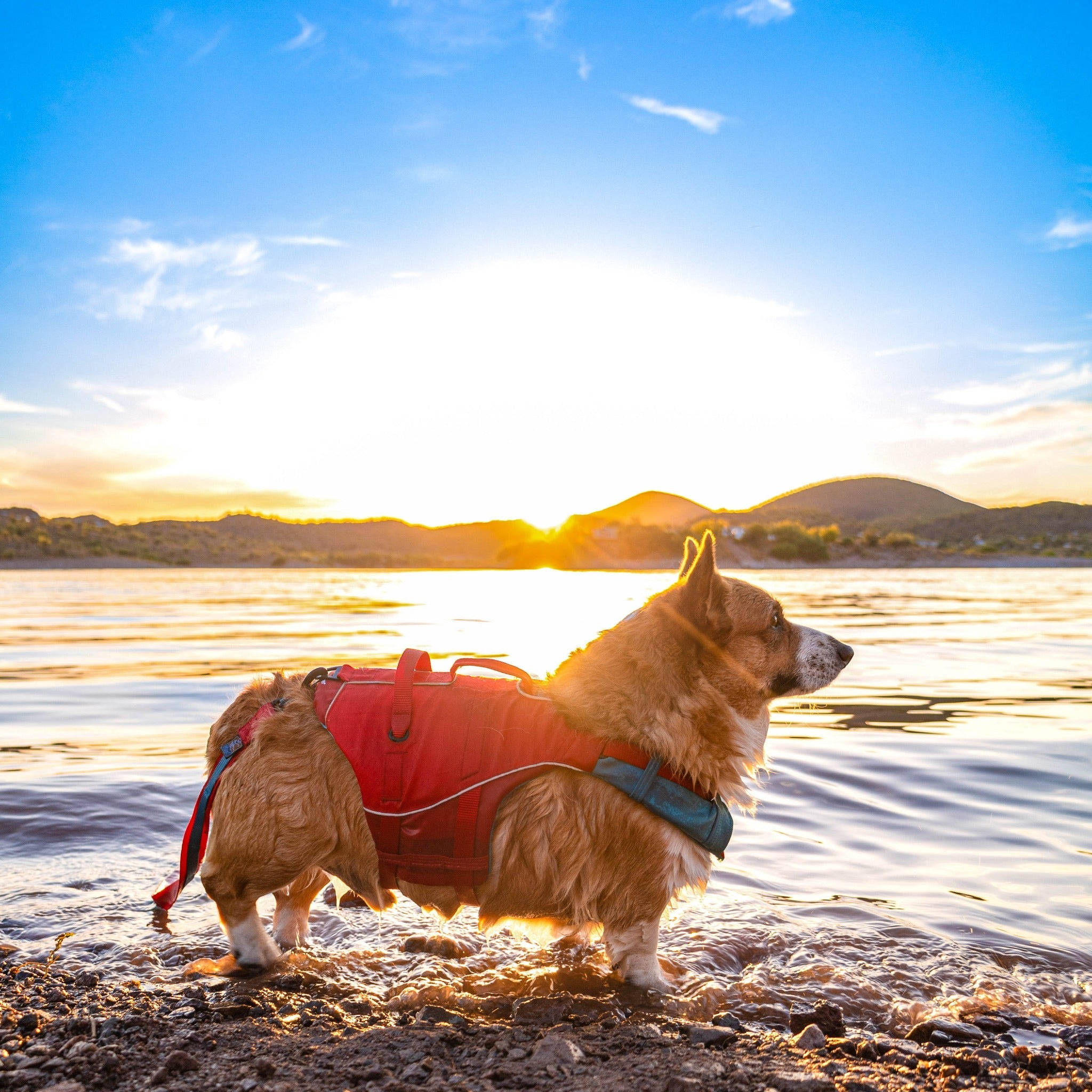 Kurgo Surf N Turf, Hundeschwimmweste - Woofshack