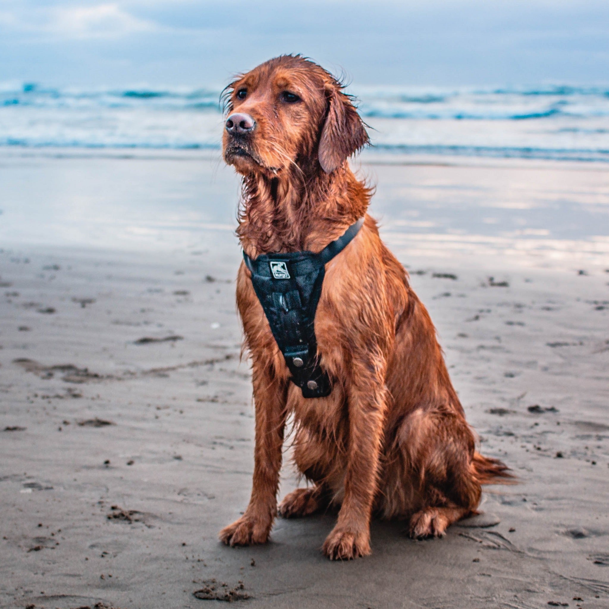 Tru fit deals dog harness