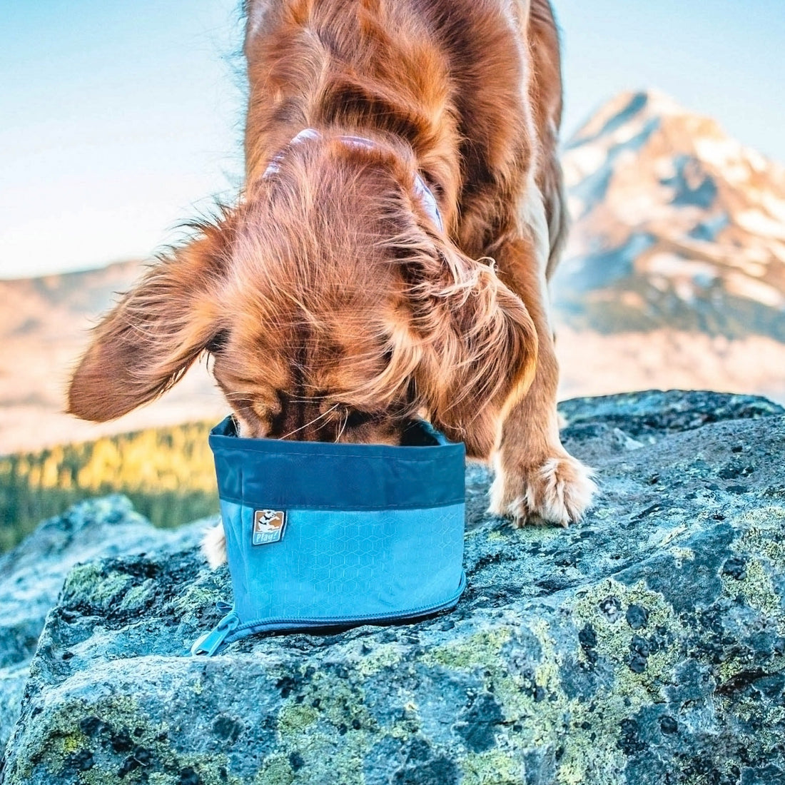 Kurgo Zippy Bowl, Hundenapf - Woofshack