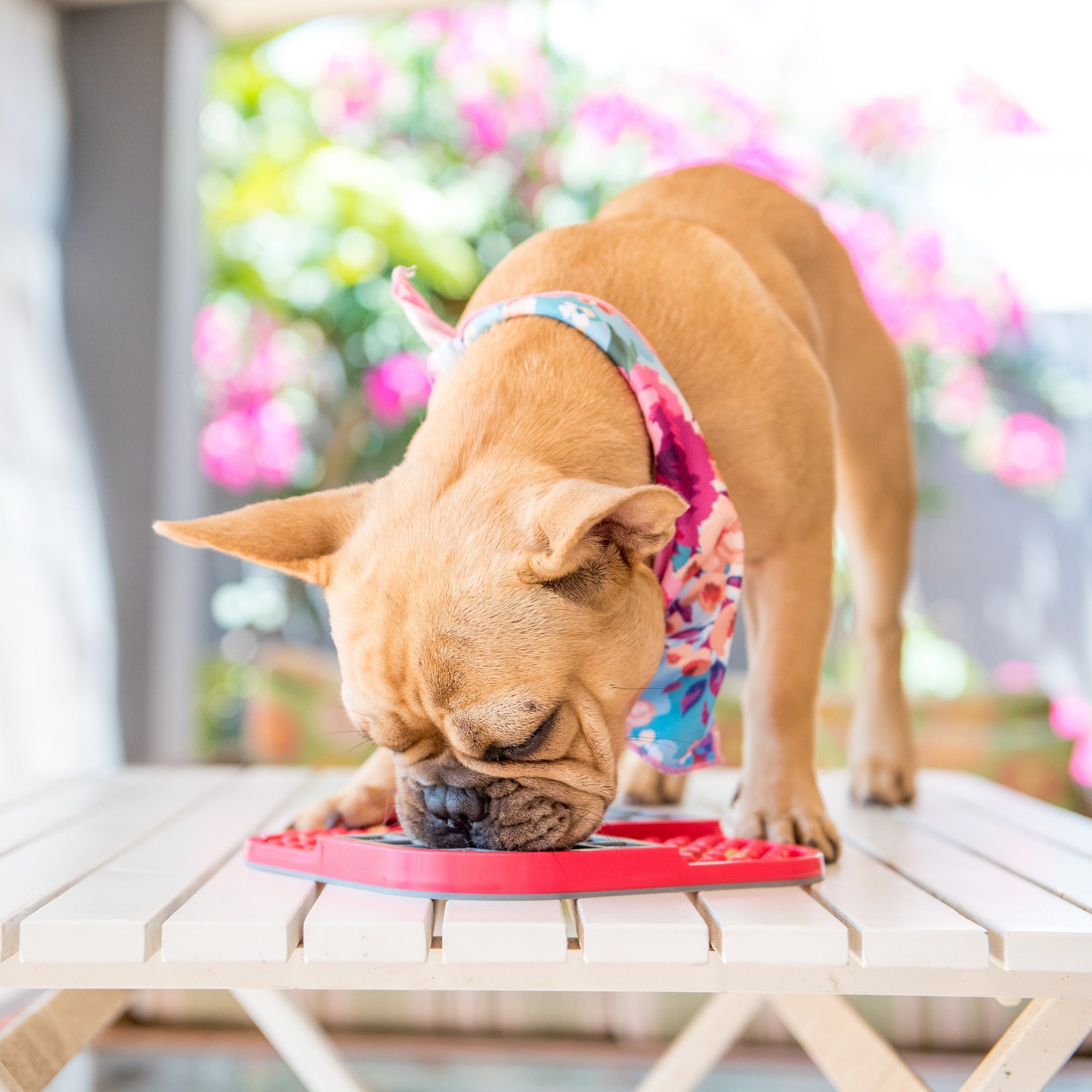 LickiMat Slomo, Schleckmatte für Hunde - Woofshack