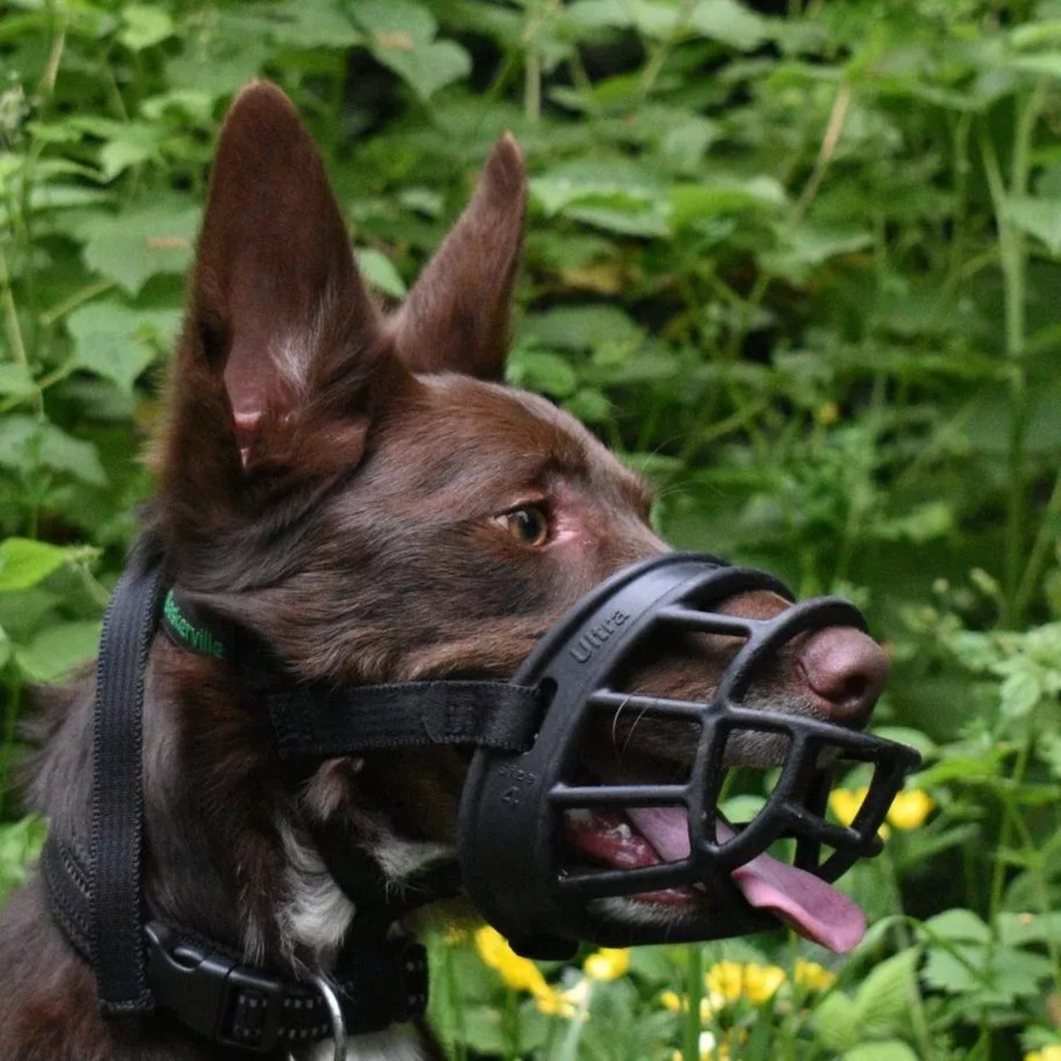 Maulkorb Baskerville Ultra Muzzle - Woofshack
