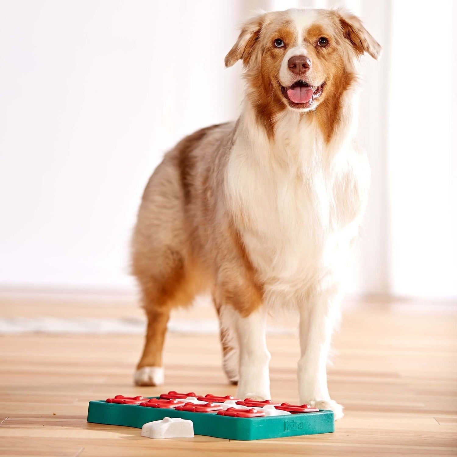 https://www.woofshack.com/cdn/shop/products/nina-ottosson-dog-brick-intelligenzspielzeug-114876.jpg?v=1694480366&width=1500