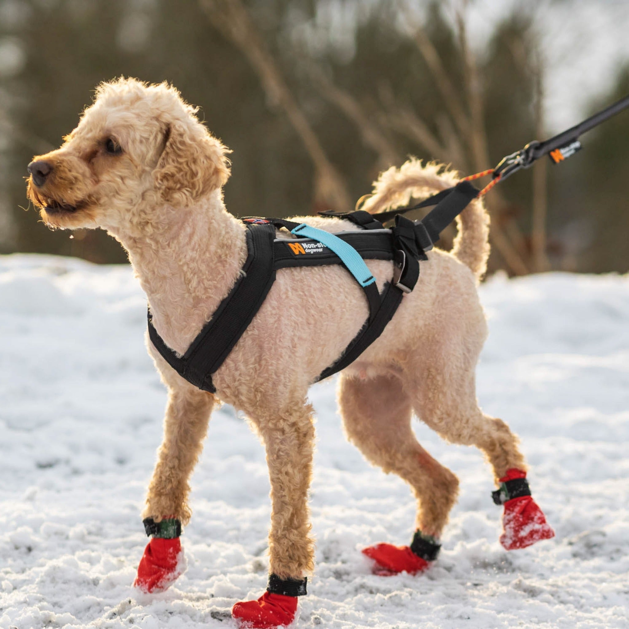 Non-stop dogwear Canicross-Set für kleine Hunde - Woofshack