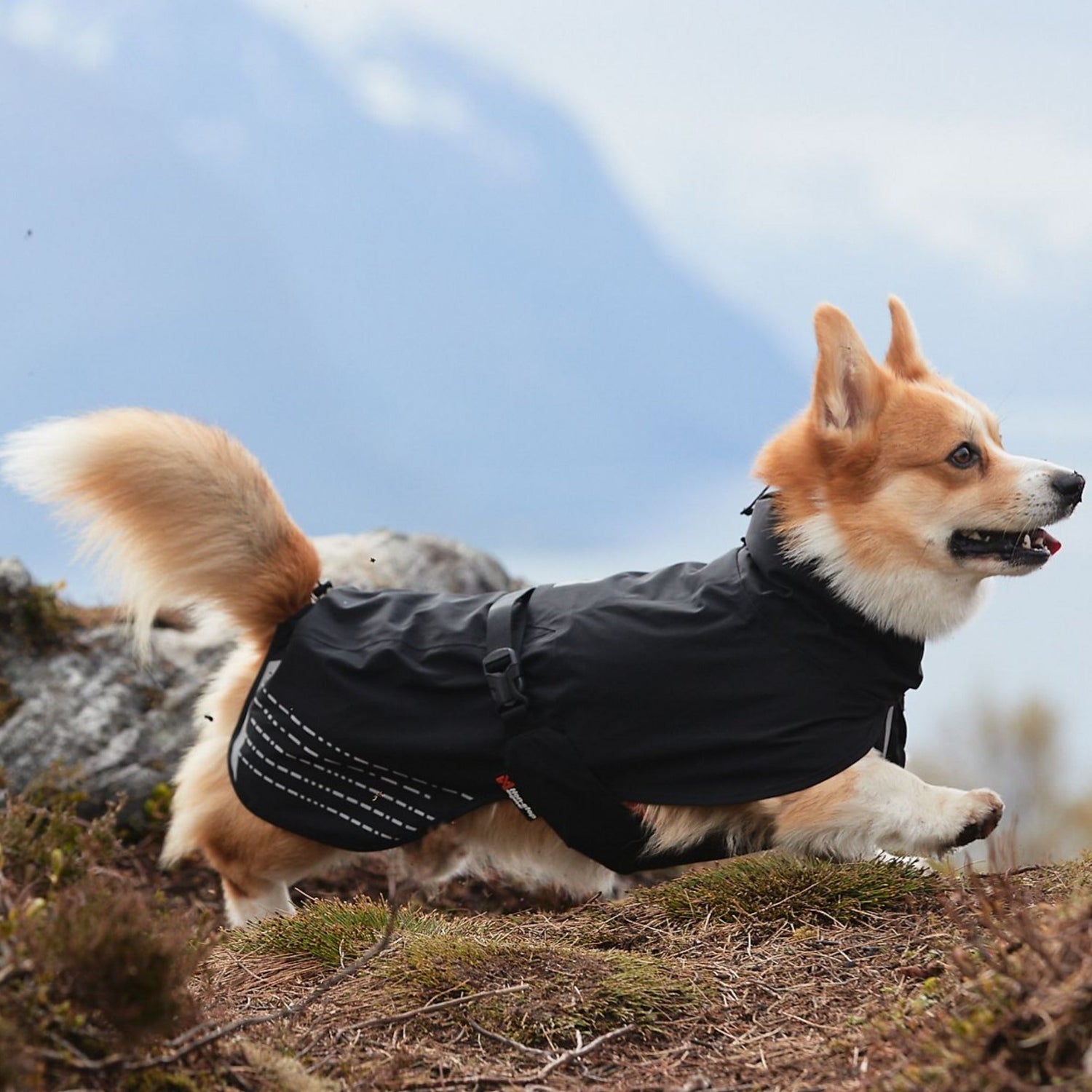Non-stop dogwear Fjord Raincoat, Hundemantel - Woofshack
