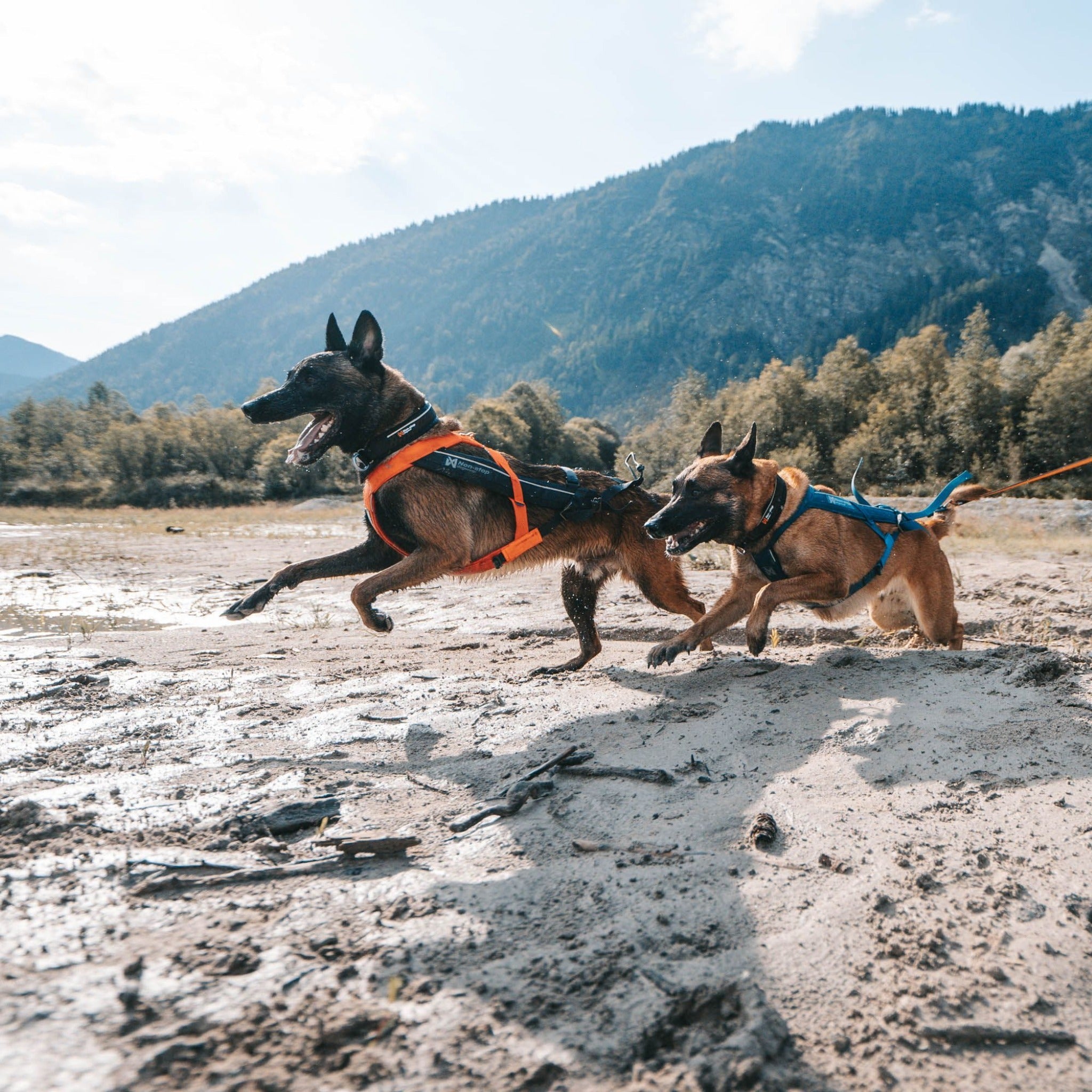 Non stop dogwear online shop hot sale