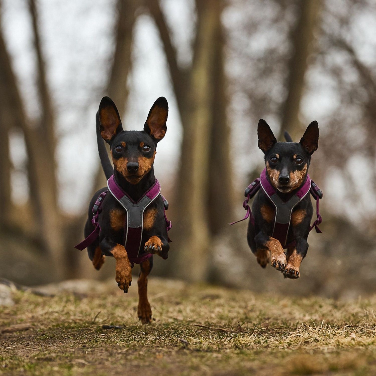 Non-stop dogwear Line Harness 5.0, Hundegeschirr - Woofshack