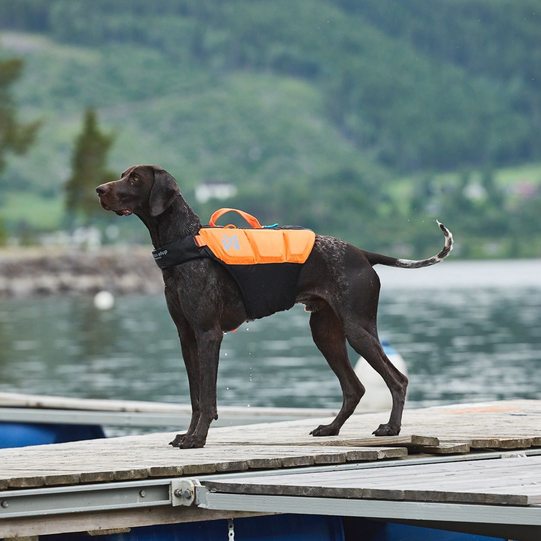 Non-stop dogwear Protector Life Jacket, Hundeschwimmweste - Woofshack