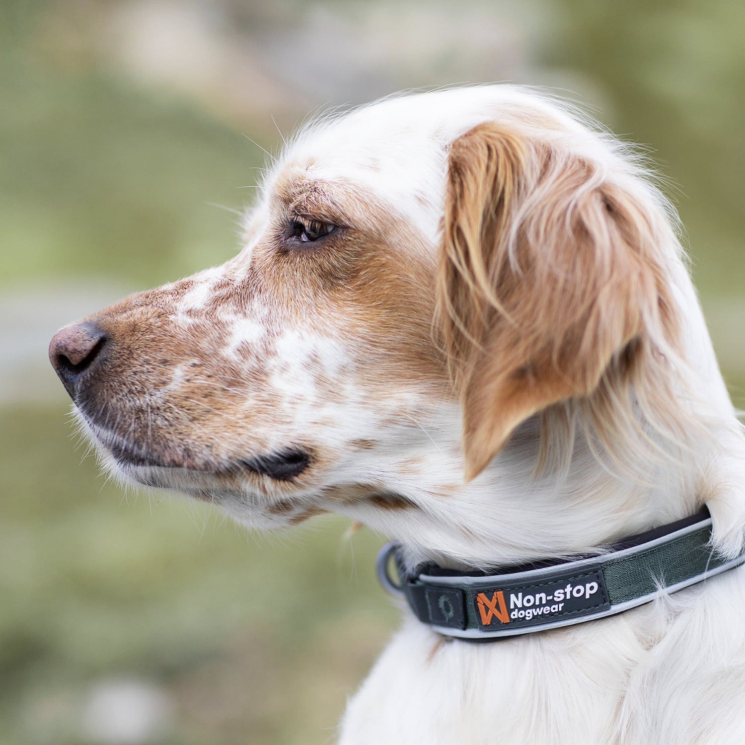 Non-stop dogwear Roam Collar, Hundehalsband - Woofshack