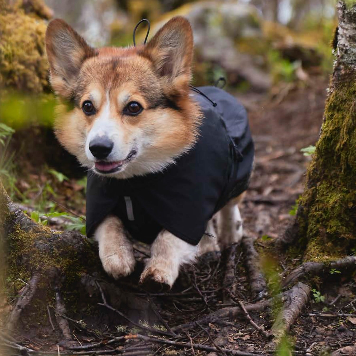 Non-stop dogwear Trekking Dog Raincoat, Hunderegenmantel - Woofshack