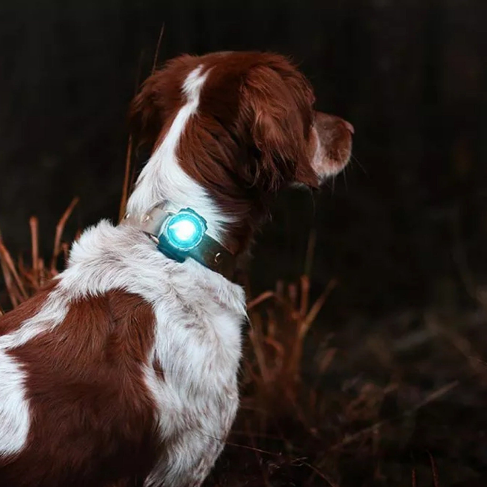 Orbiloc Dog Dual, LED-Hundelicht - Woofshack