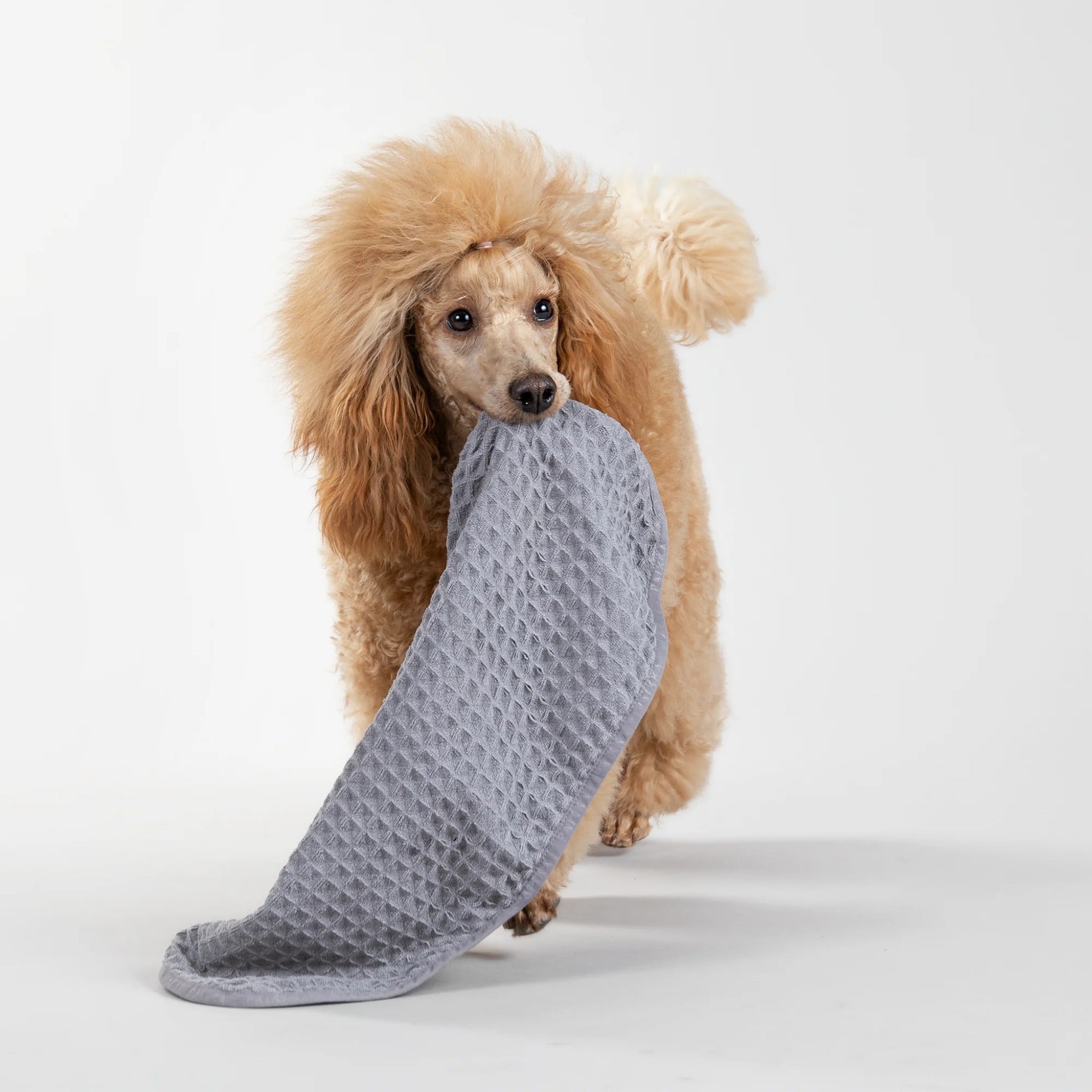 Paikka Drying Towel Easy, Mikrofaser Hundehandtuch - Woofshack