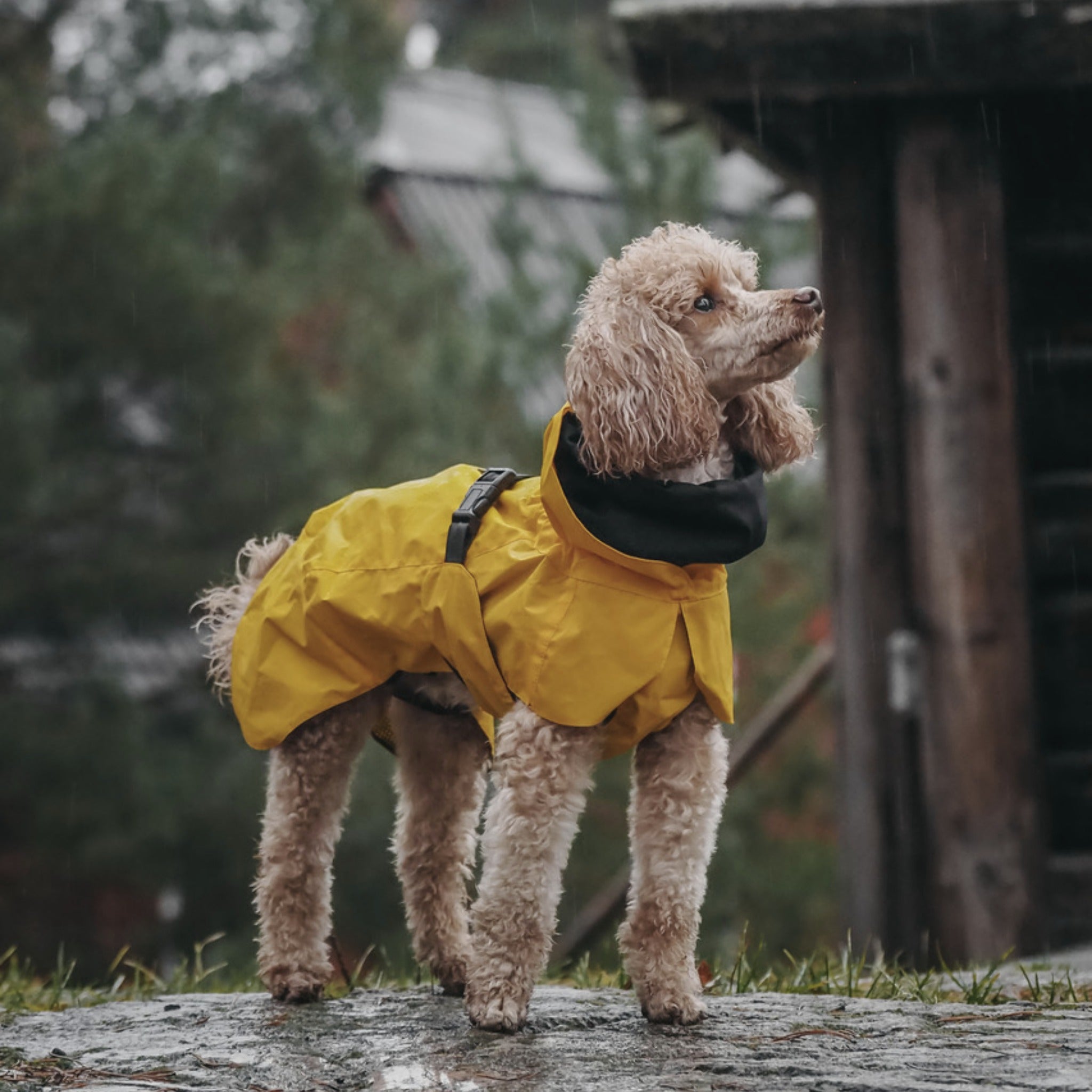 Paikka Visibility Raincoat Lite, Hundemantel - Woofshack