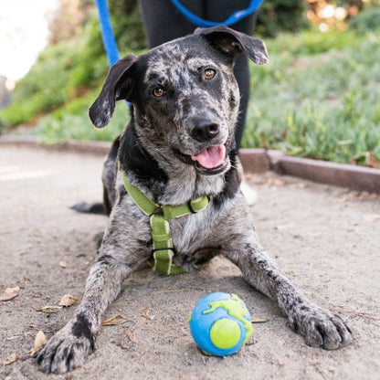 Planet Dog Orbee-Tuff Planet Ball, Hundespielzeug - Woofshack