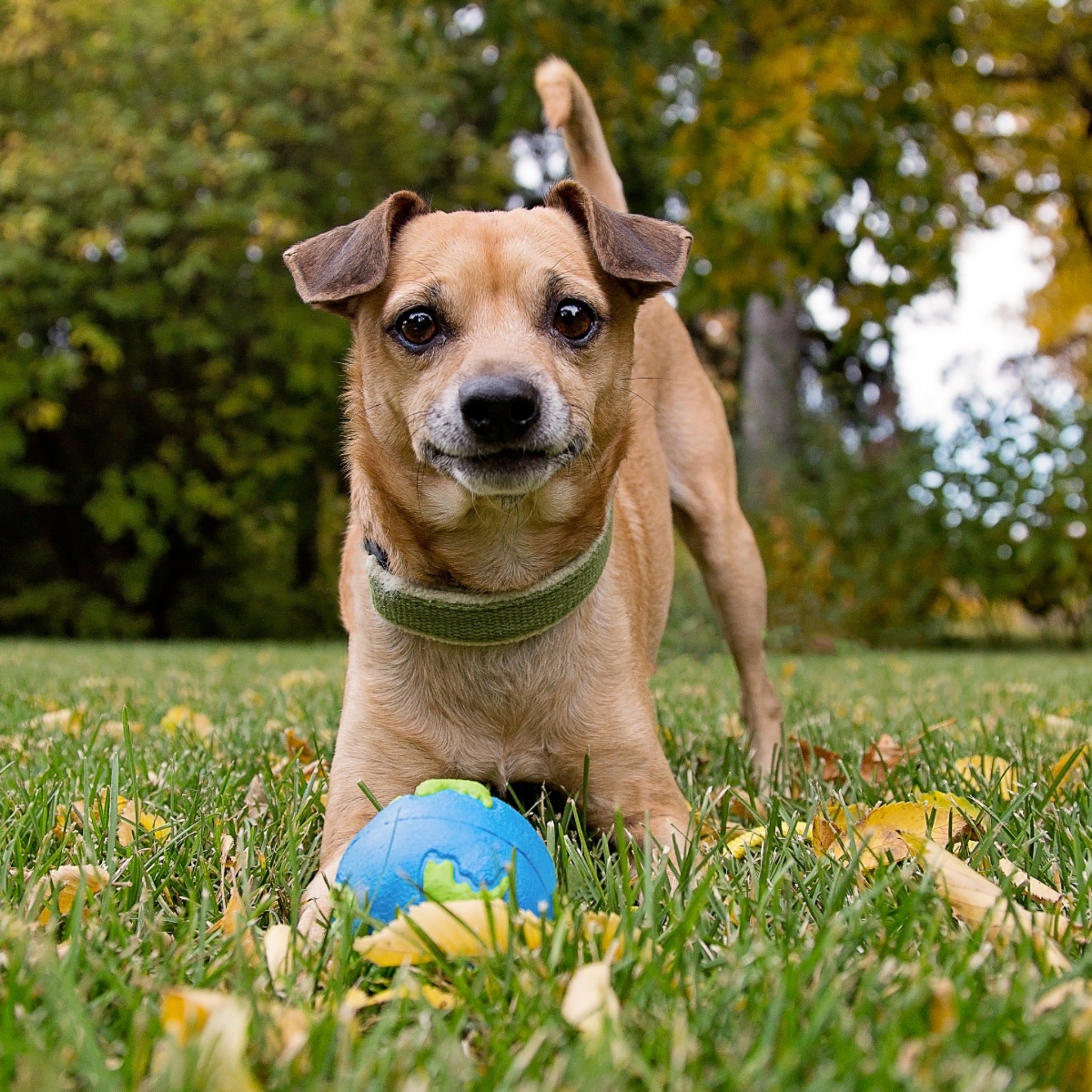 Planet Dog Orbee-Tuff Planet Ball, Hundespielzeug - Woofshack