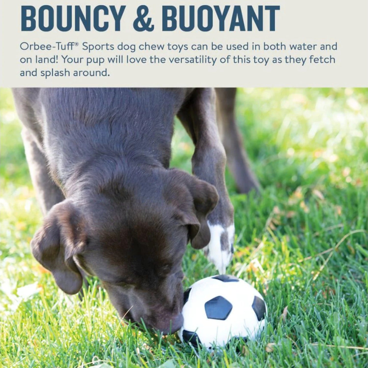 Planet Dog Orbee-Tuff Sport Soccer Ball, Hundespielzeug - Woofshack
