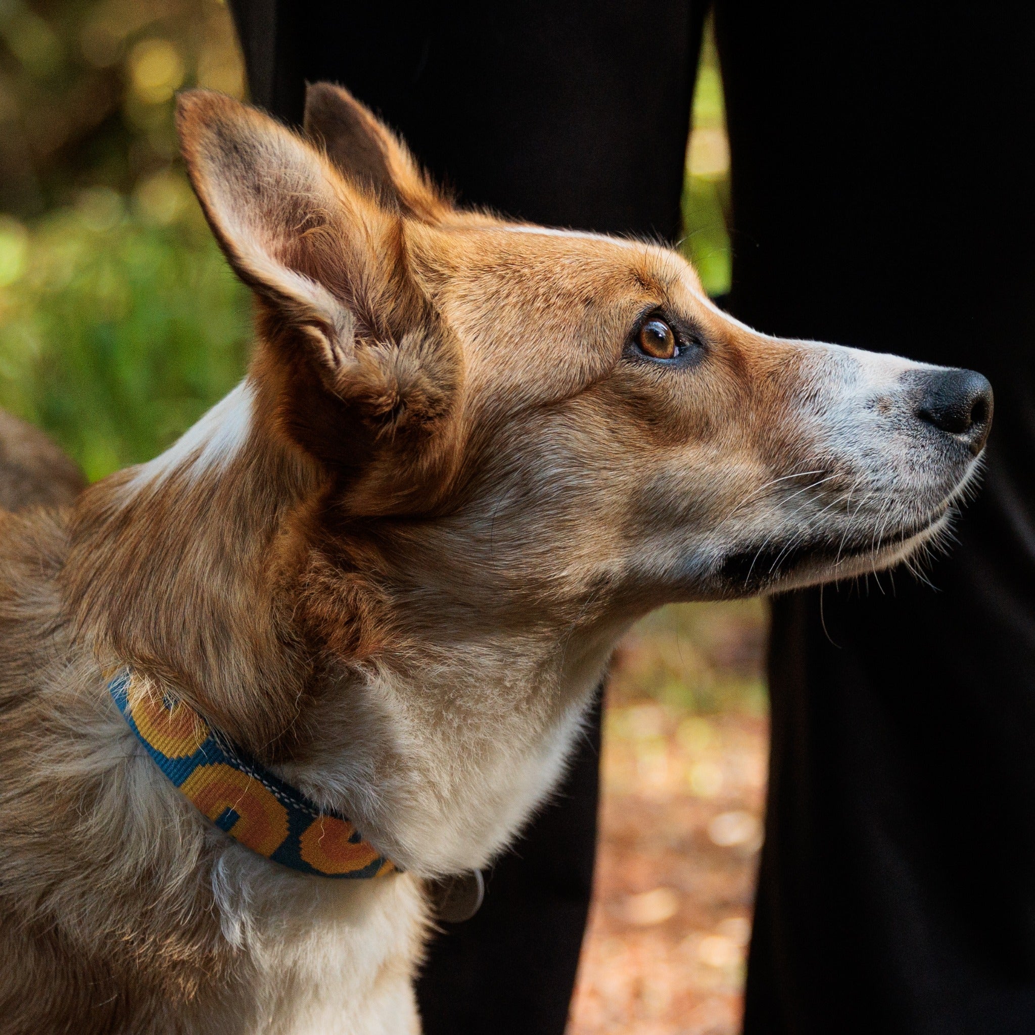 Ruffwear Crag Collar, Hundehalsband - Woofshack