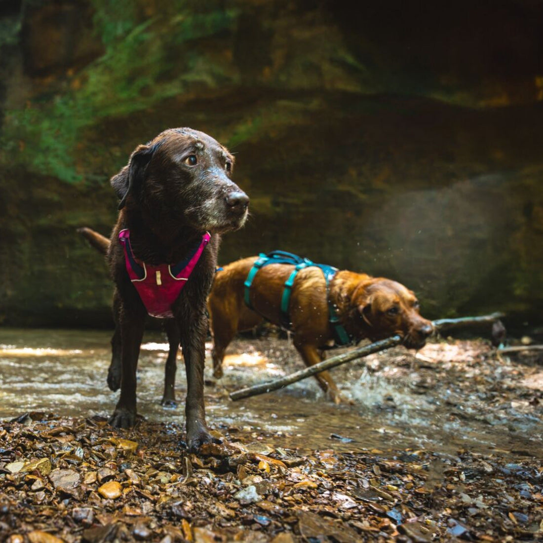 Ruffwear Flagline Harness, Hundegeschirr - Woofshack