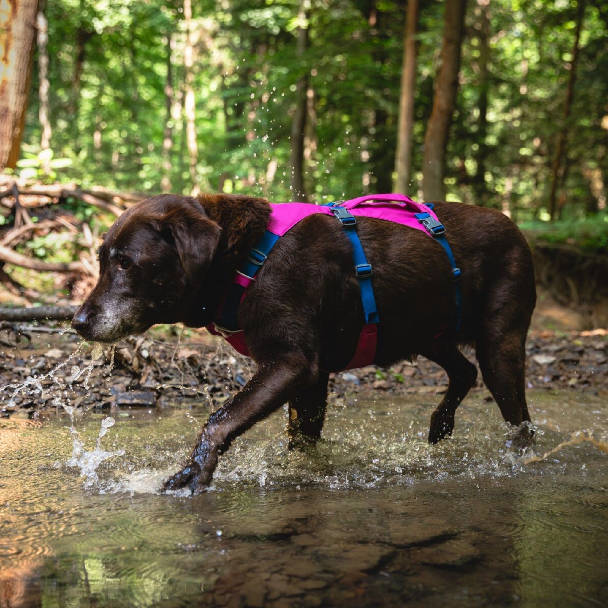 Ruffwear Flagline Harness, Hundegeschirr - Woofshack