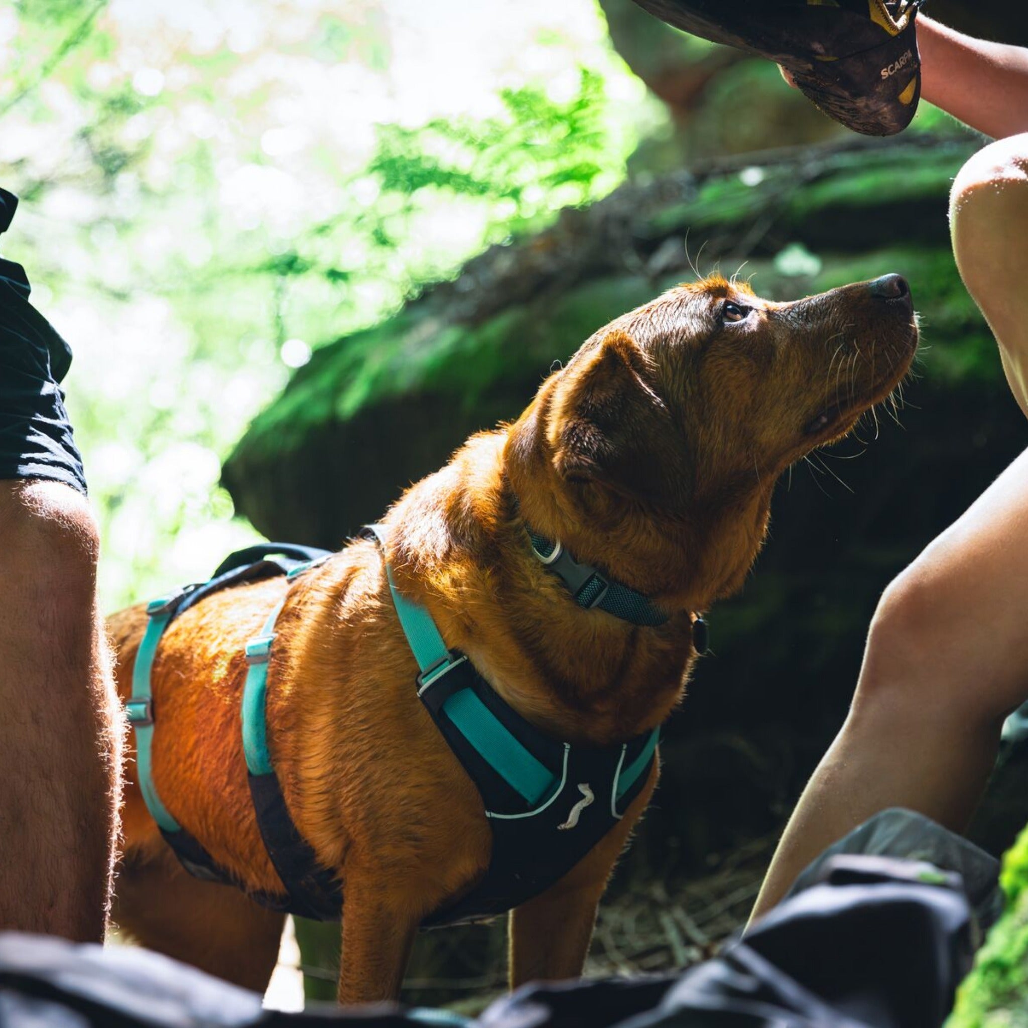 Ruffwear Flagline Harness, Hundegeschirr - Woofshack