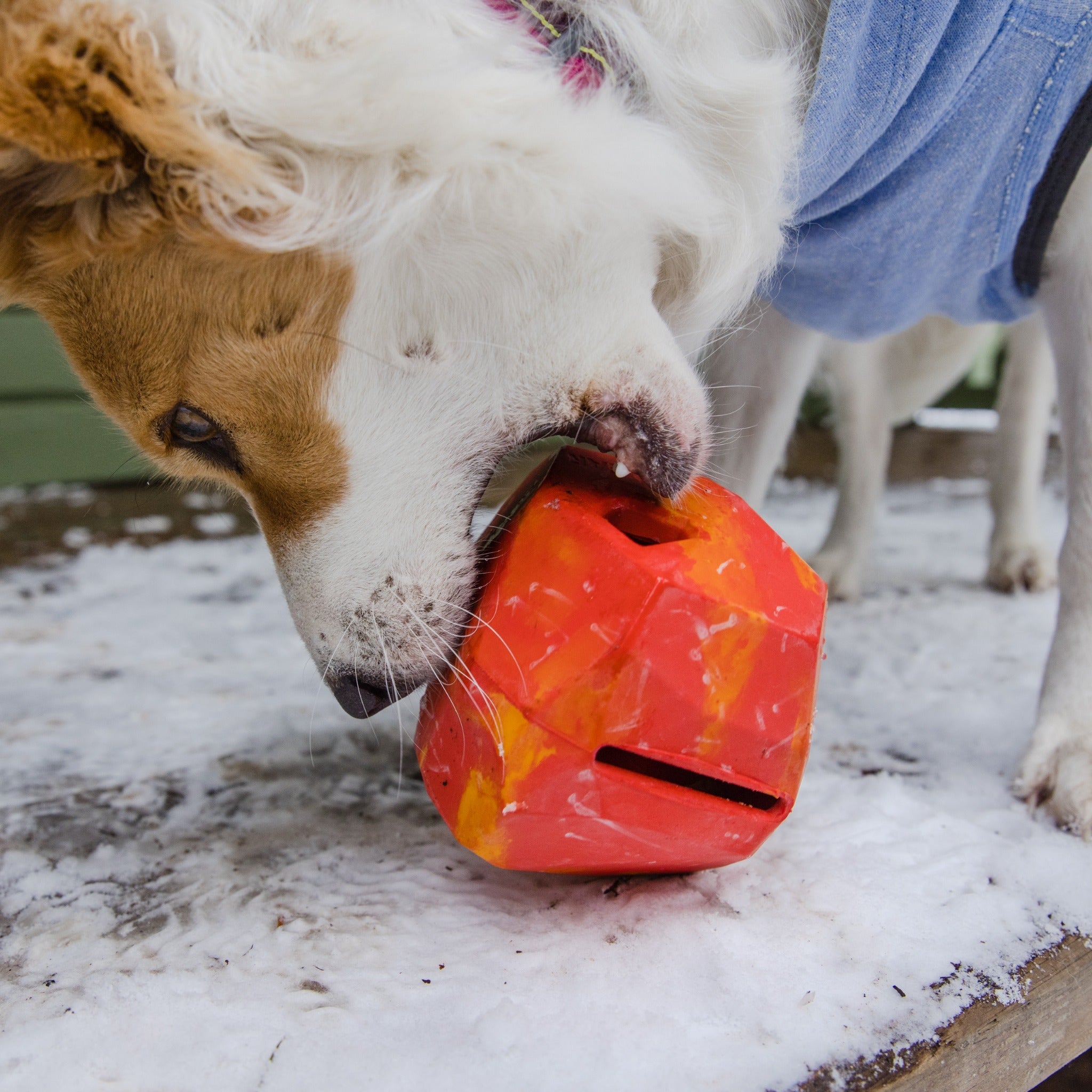 Ruffwear Gnawt-a-Rock™ Hundespielzeug, interaktiv &amp; befüllbar - Woofshack