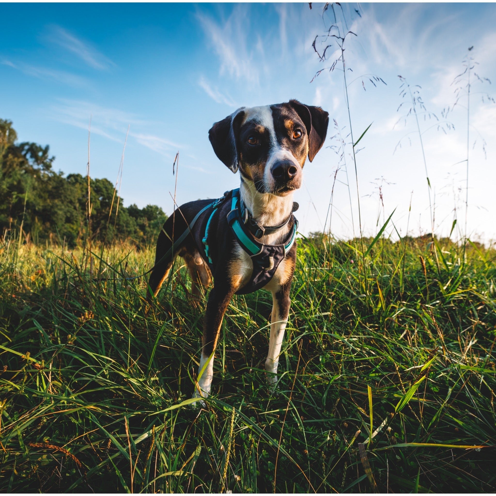 Ruffwear Hi &amp; Light Collar, Hundehalsband - Woofshack