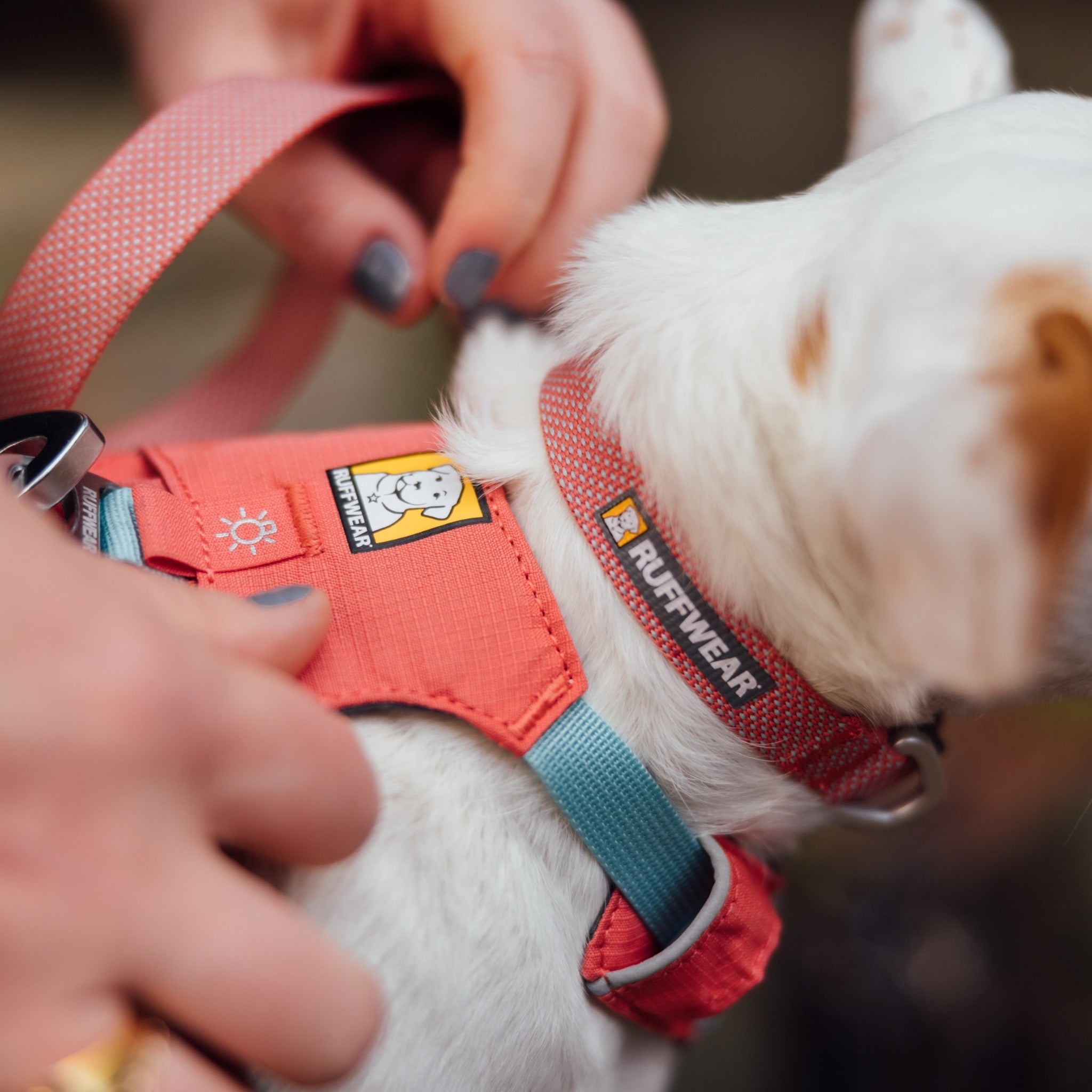 Ruffwear Hi &amp; Light Collar, Hundehalsband - Woofshack