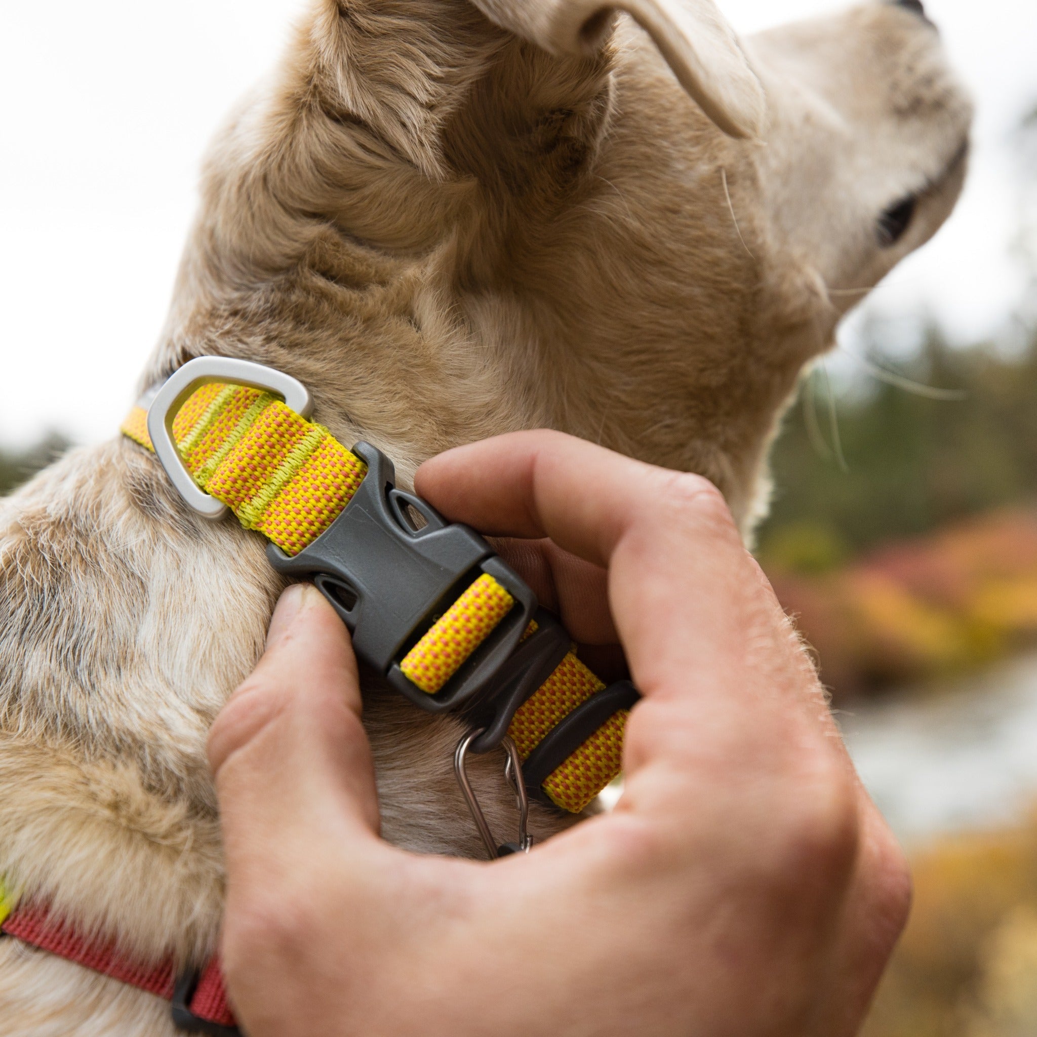 Ruffwear Hi &amp; Light Collar, Hundehalsband - Woofshack