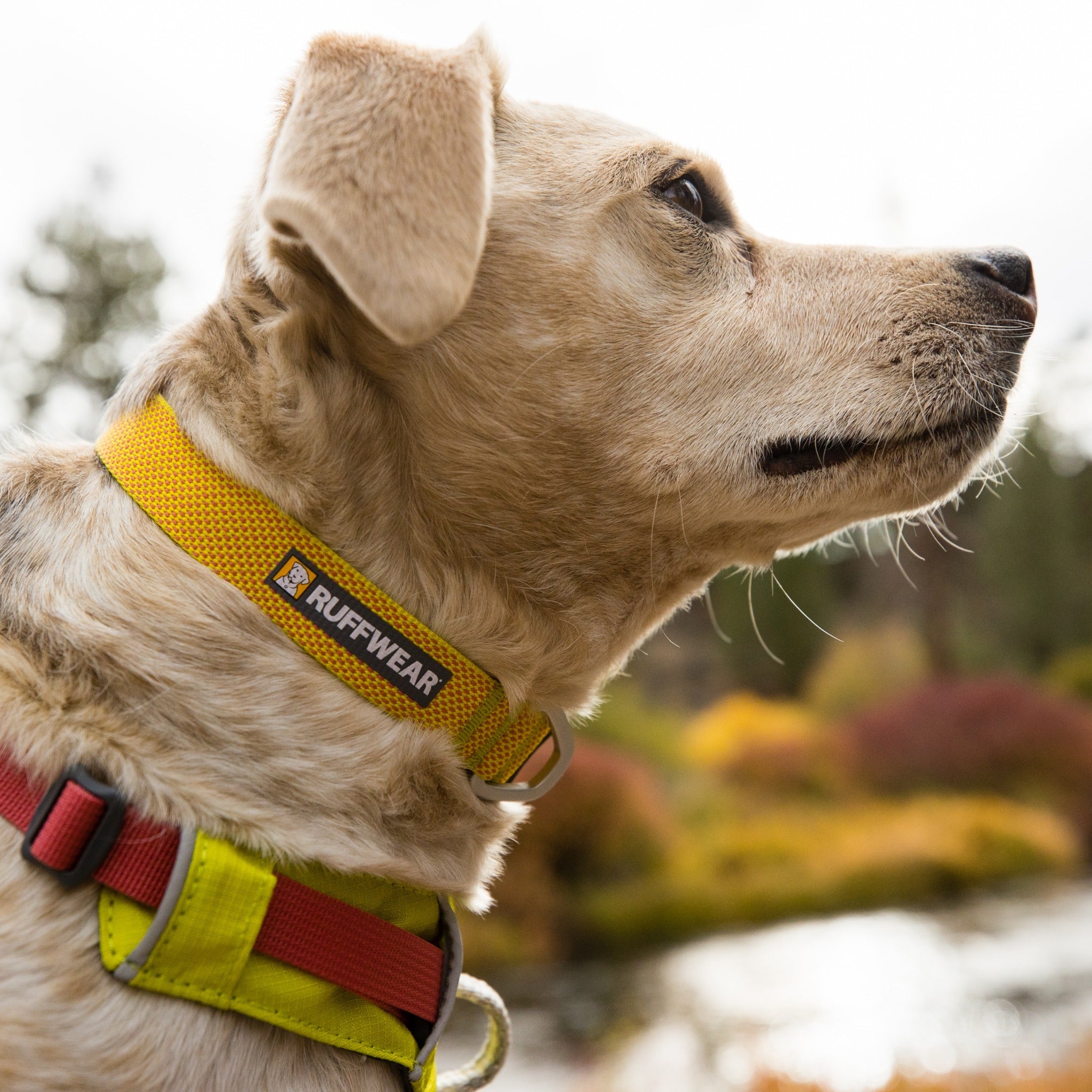 Ruffwear Hi &amp; Light Collar, Hundehalsband - Woofshack