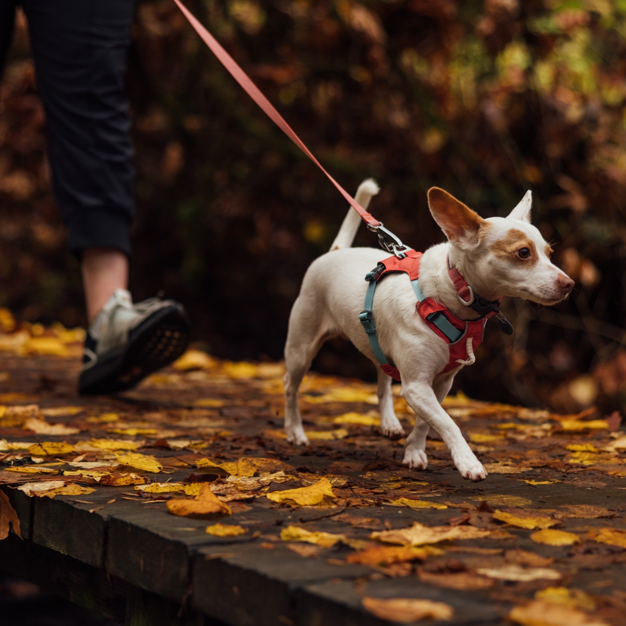 Ruffwear Hi &amp; Light Collar, Hundehalsband - Woofshack
