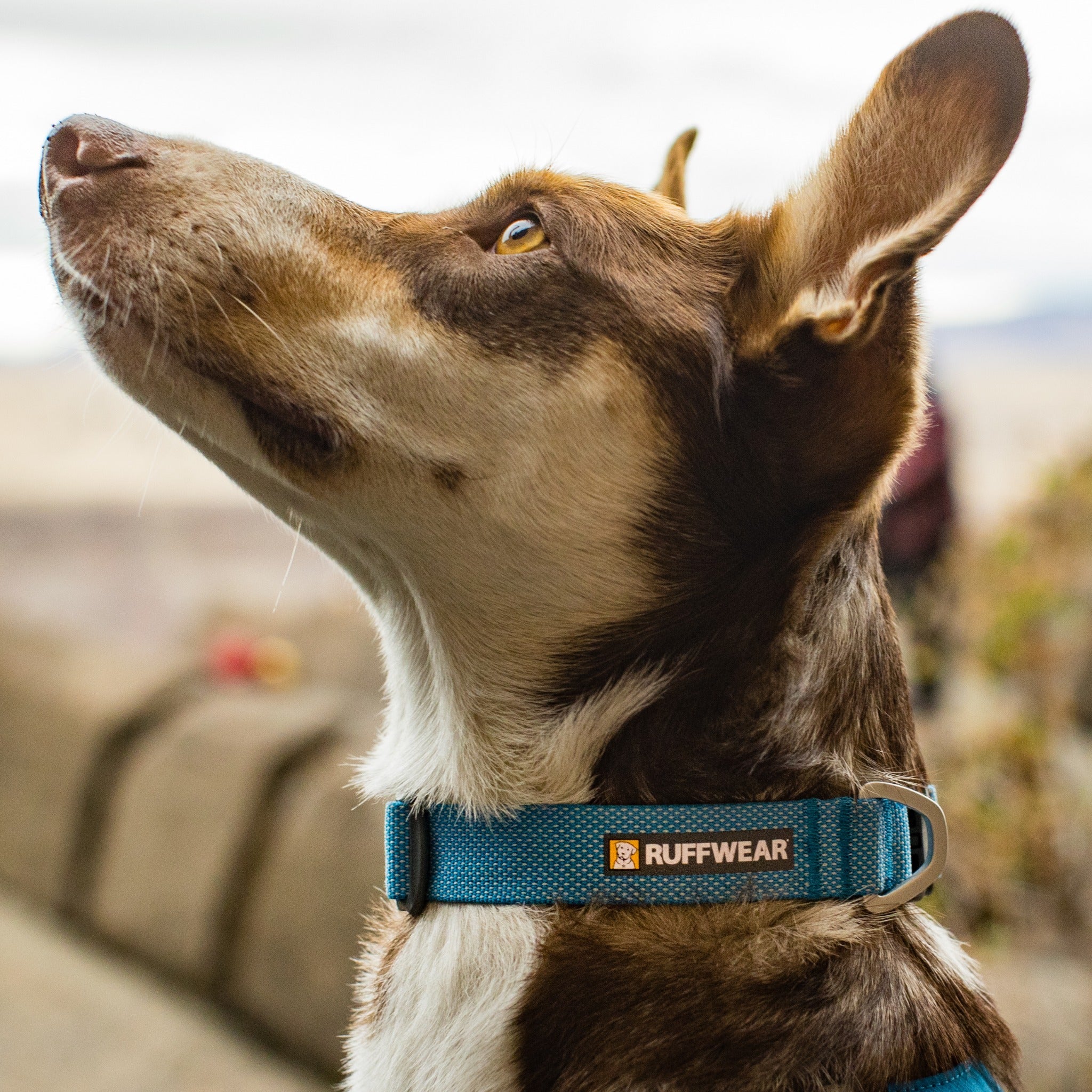Ruffwear hoopie dog collar hotsell