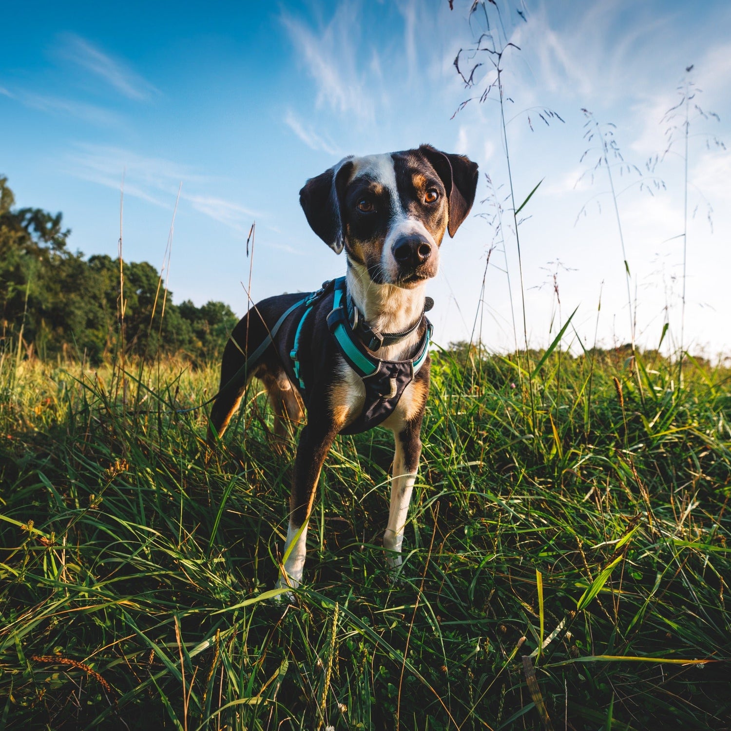 Ruffwear Hi &amp; Light Harness, Hundegeschirr - Woofshack