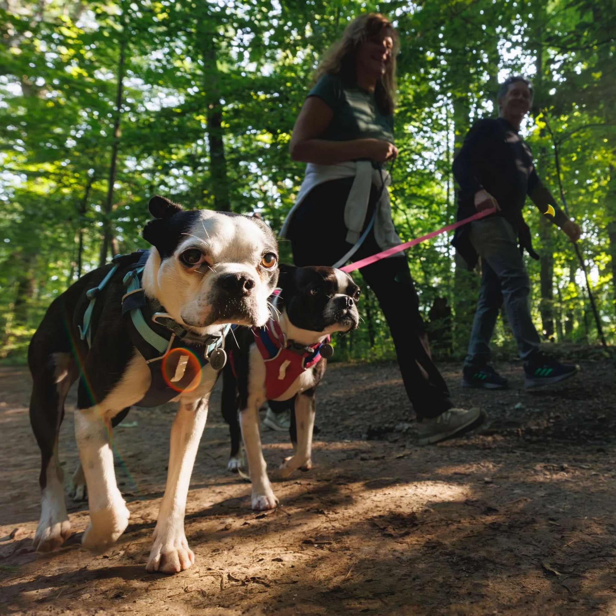 Ruffwear Hi &amp; Light Harness, Hundegeschirr - Woofshack