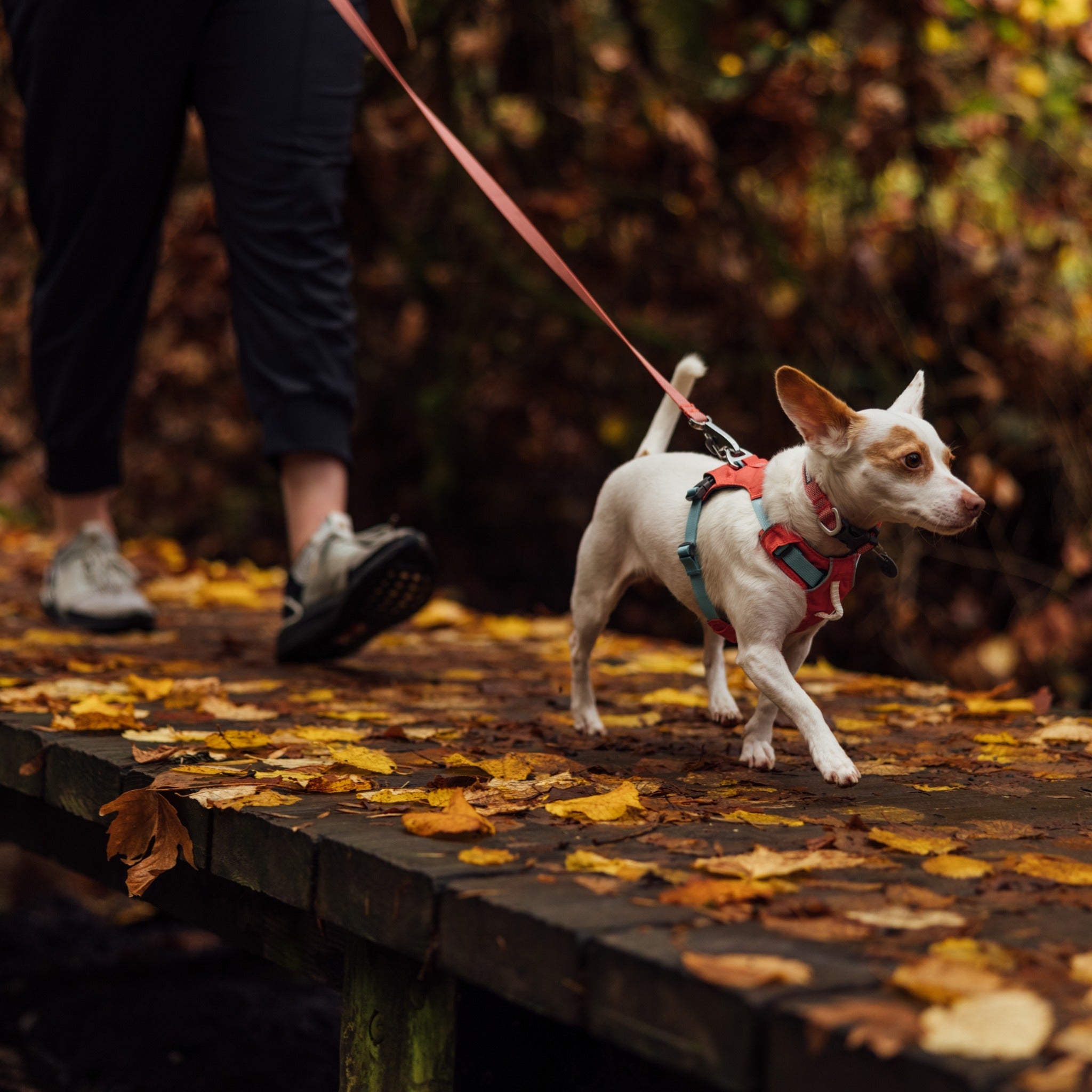 Ruffwear Hi &amp; Light™ Harness, Leichtes Hundegeschirr - Woofshack