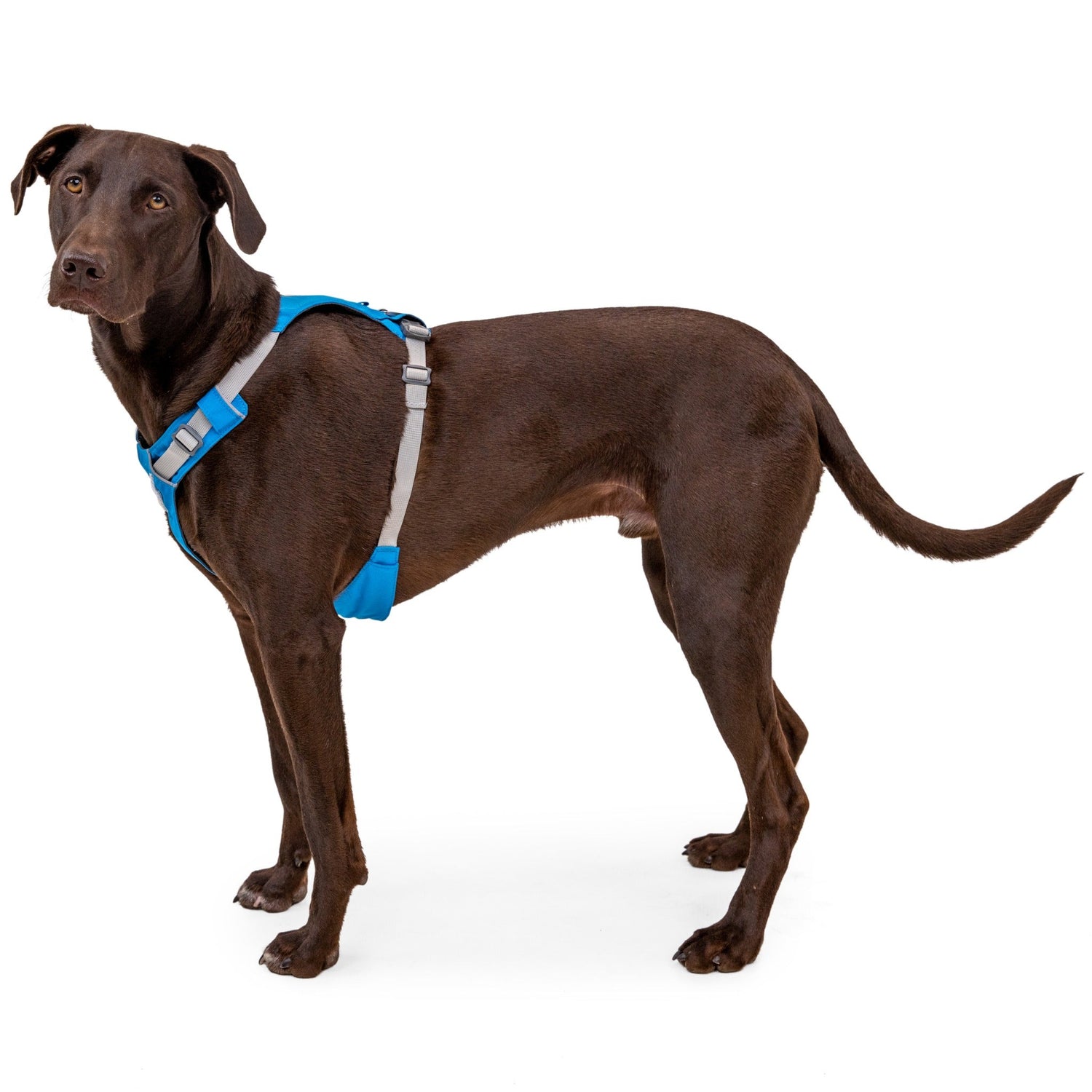 Ruffwear Hi &amp; Light™ Harness, Leichtes Hundegeschirr - Woofshack