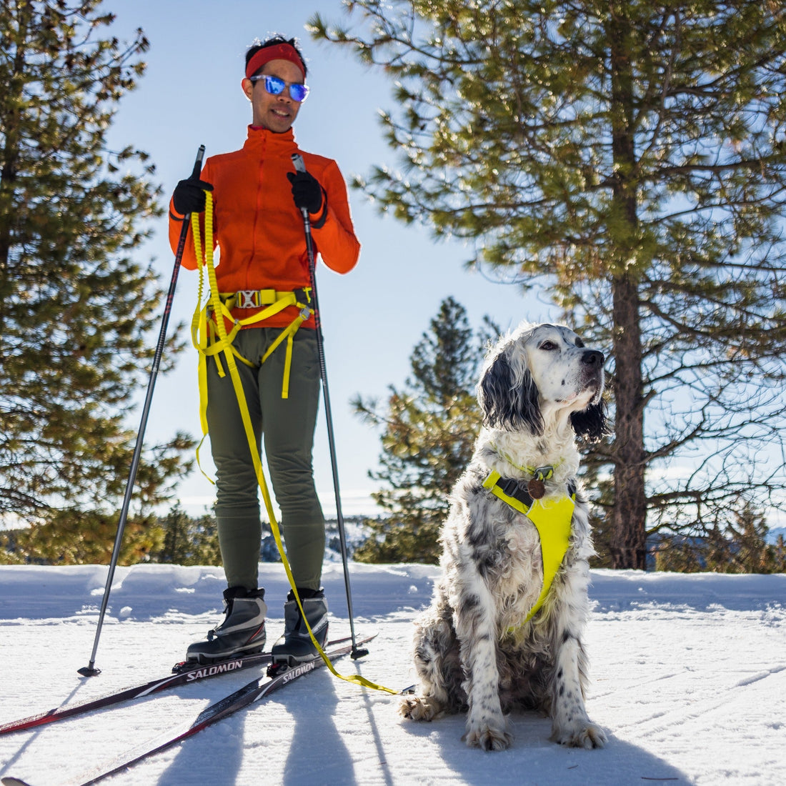 Canicross Running Belt  Run & Ski with Your Dog