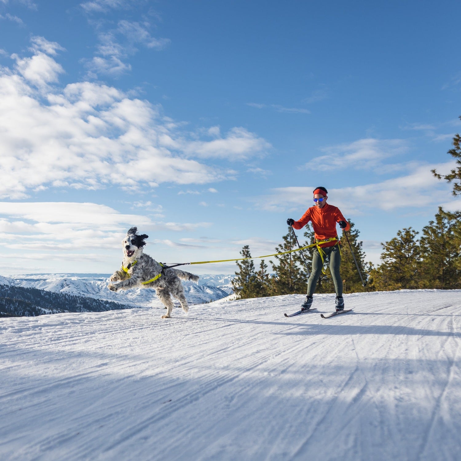 Ruffwear Omnijore™ Joring System, Jöring-Set mit Zuggeschirr - Woofshack